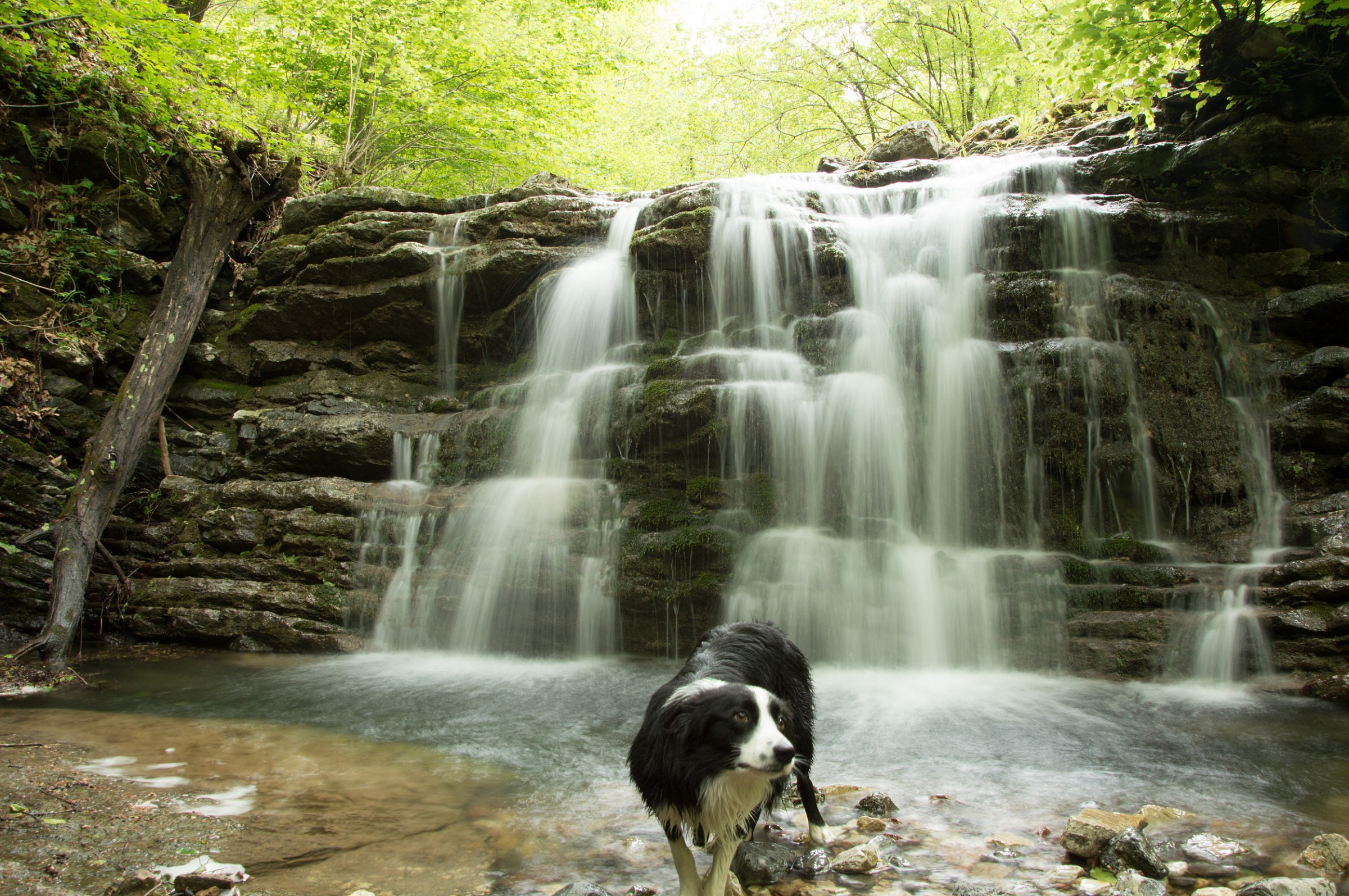 Border collie e cascata