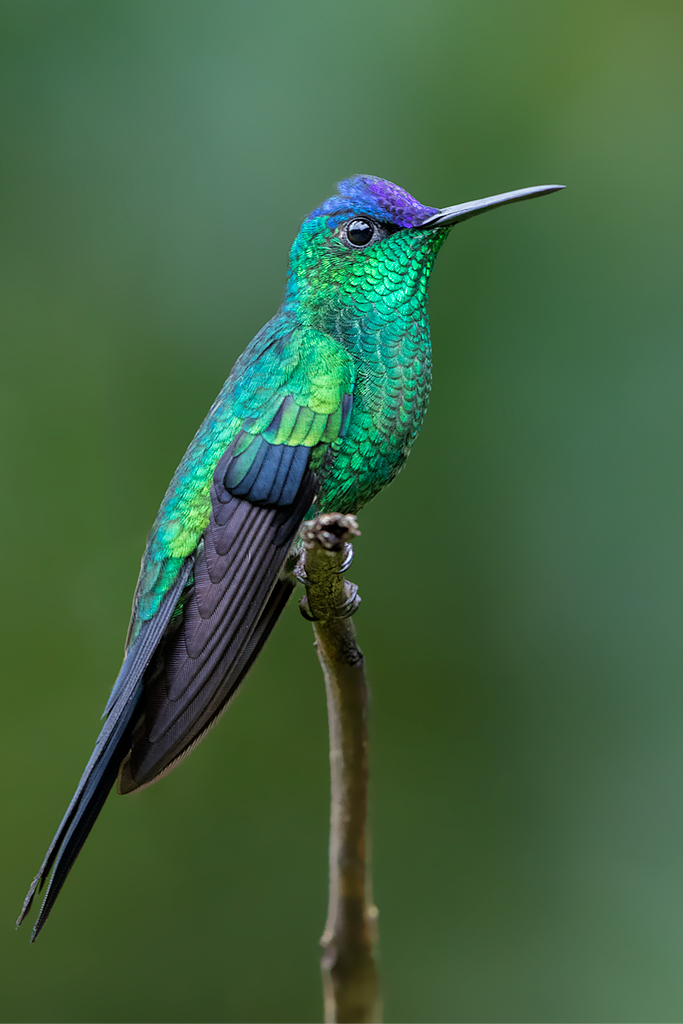 Thalurania glaucopis