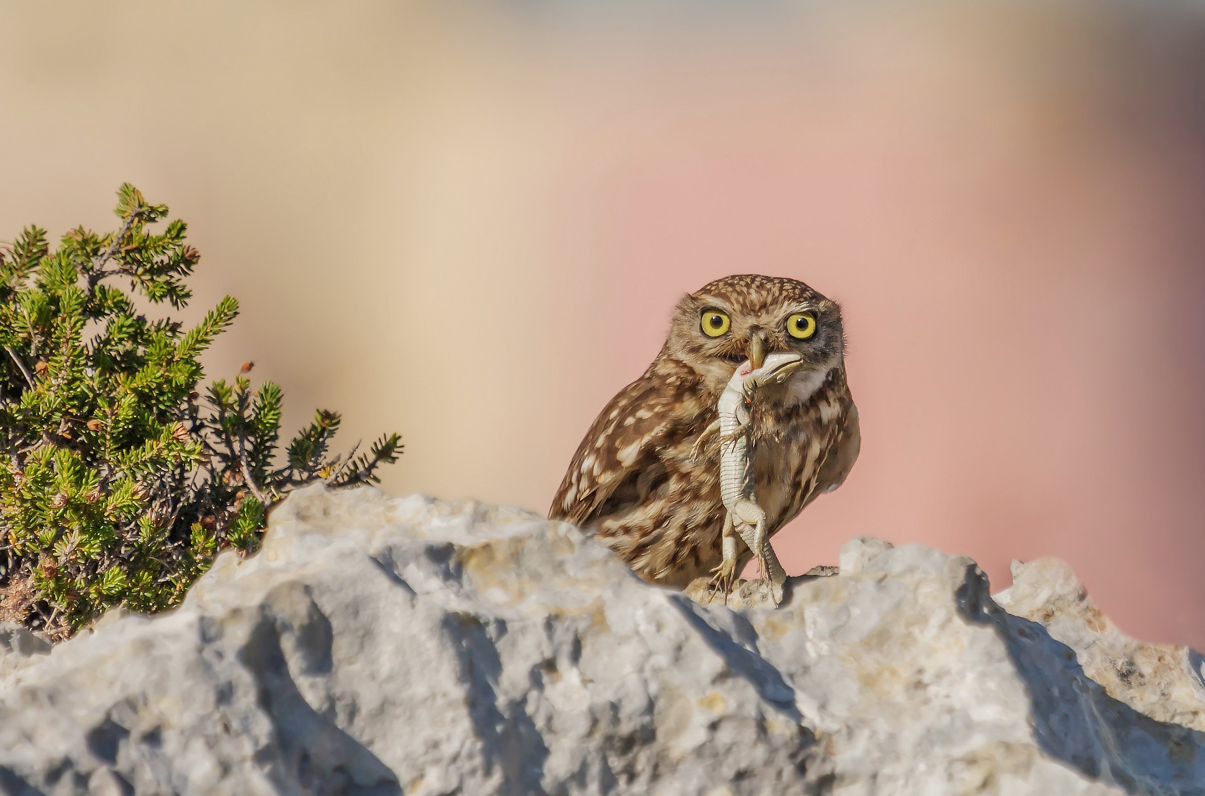Athene noctua (Civetta con preda)