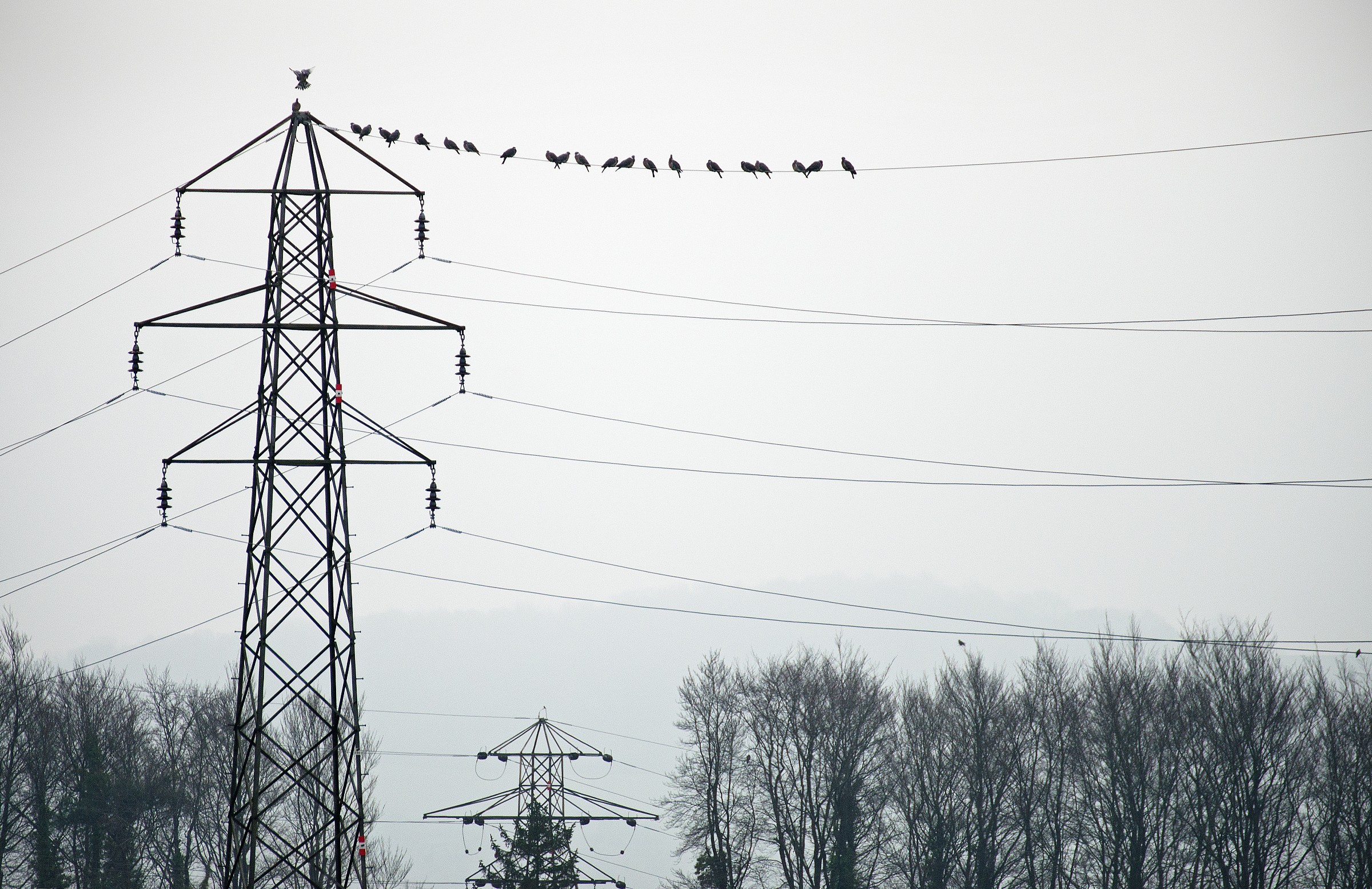 Bird (Almost) on a Wire
