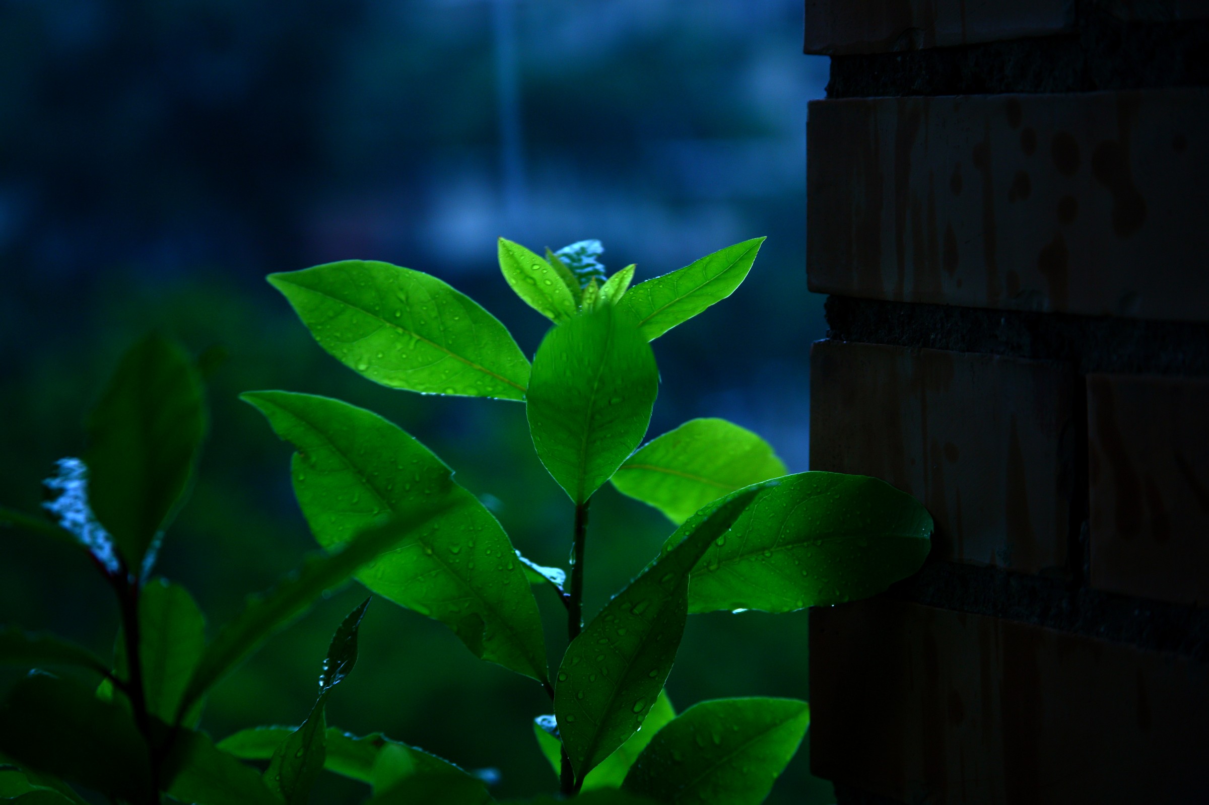 Small Faggi find strength