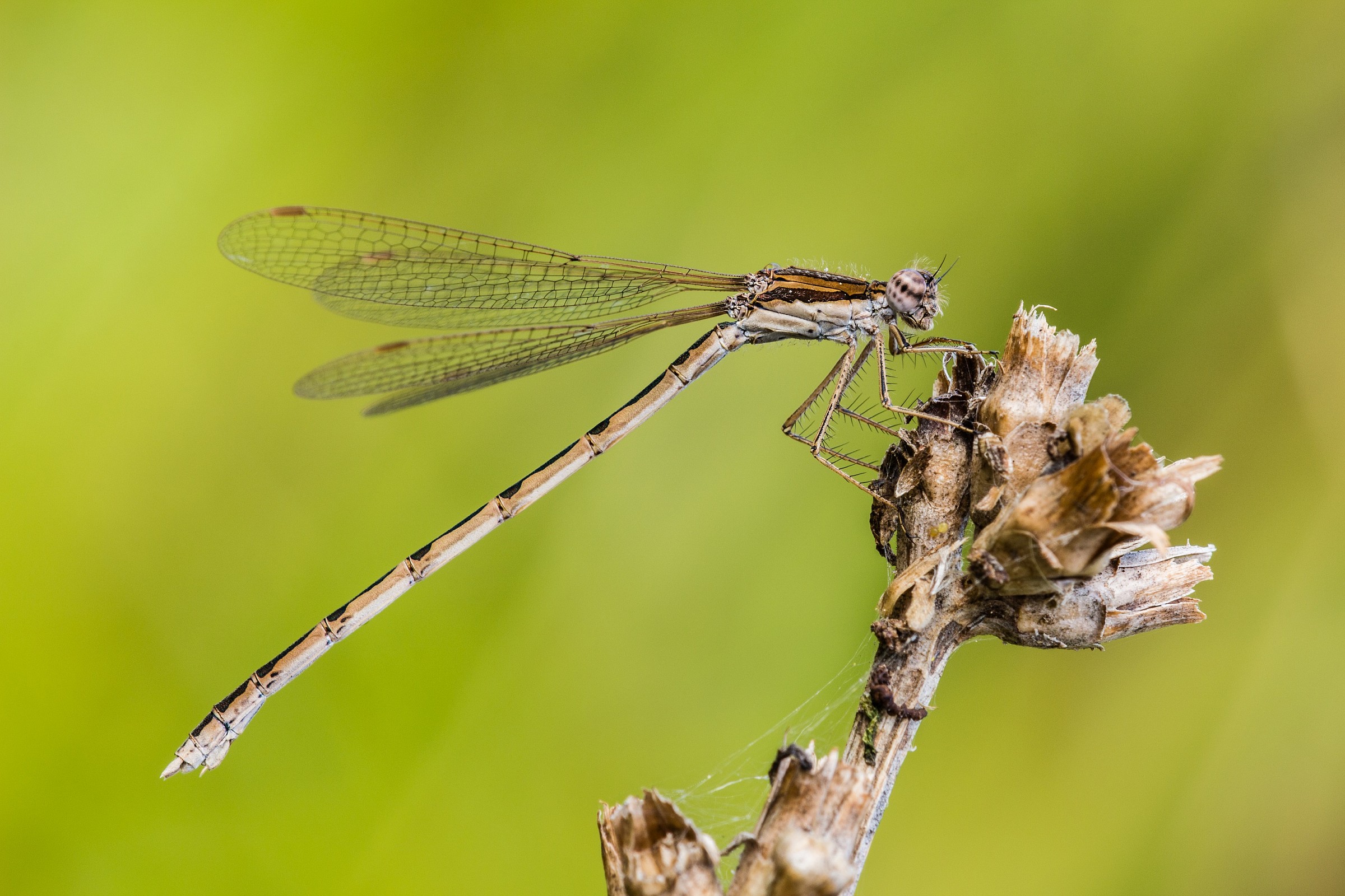Sympecma Fusca (Vander Linden, 1820), femmina