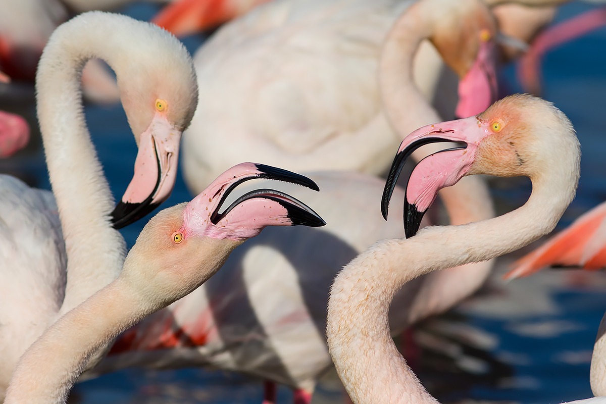 Quarrel between flamingos