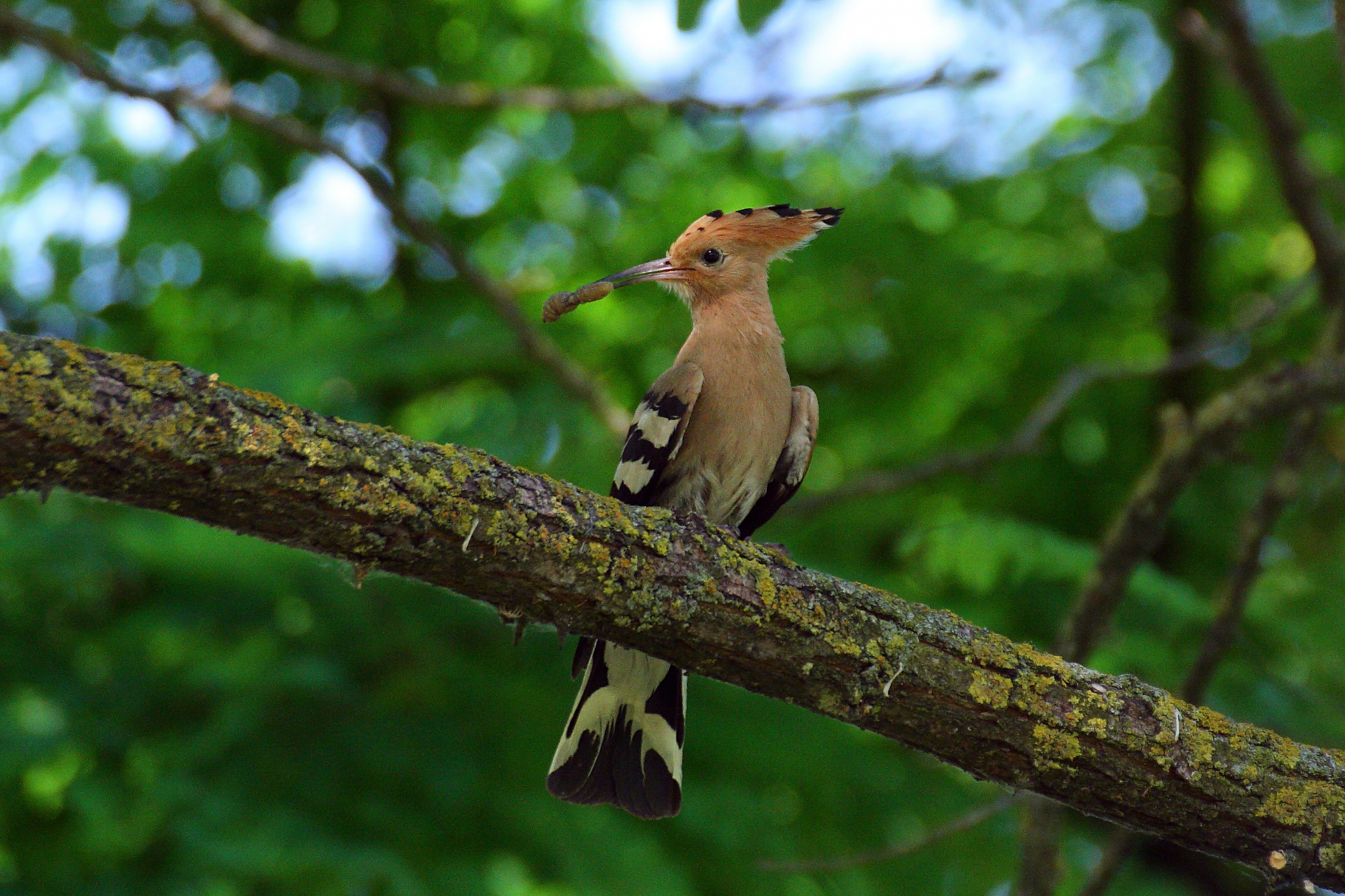 Hoopoe with prey in its natural habitat