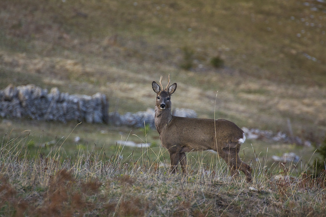Capriolo a Malga Folignano