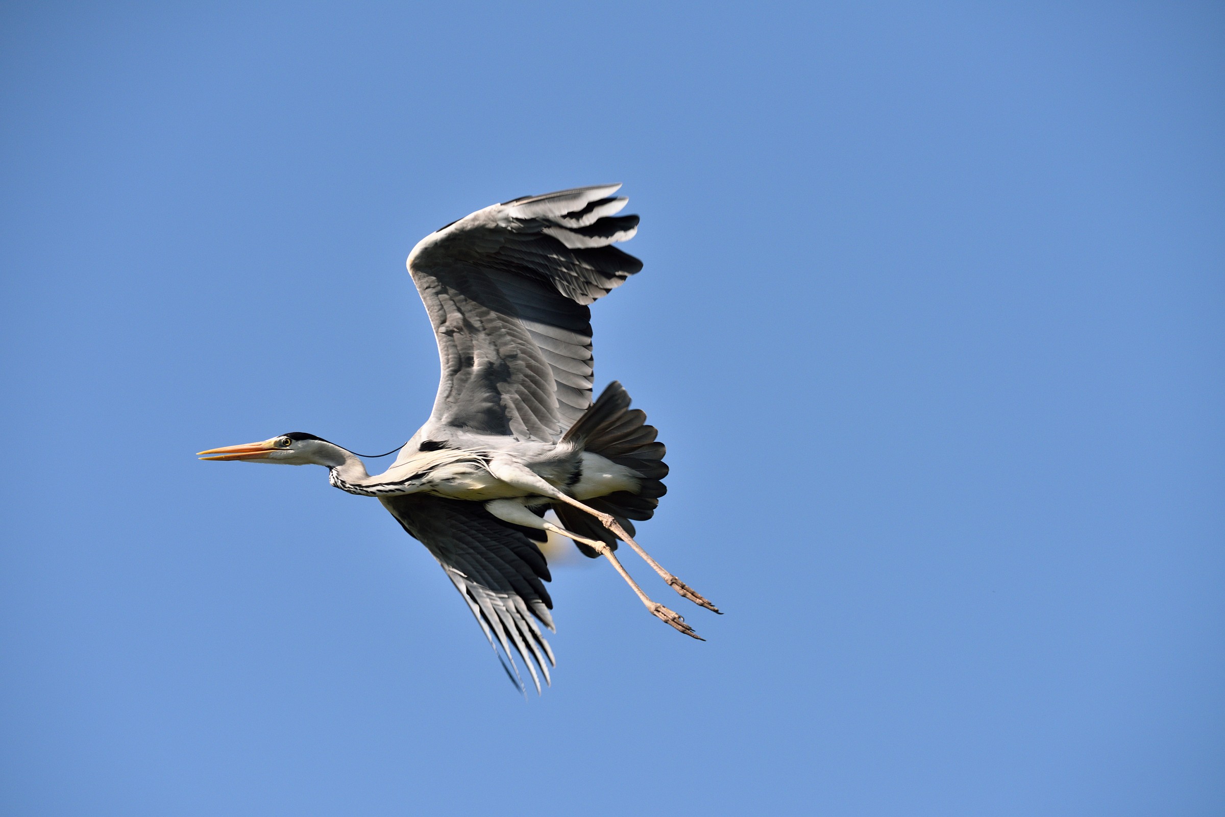 Grey Heron