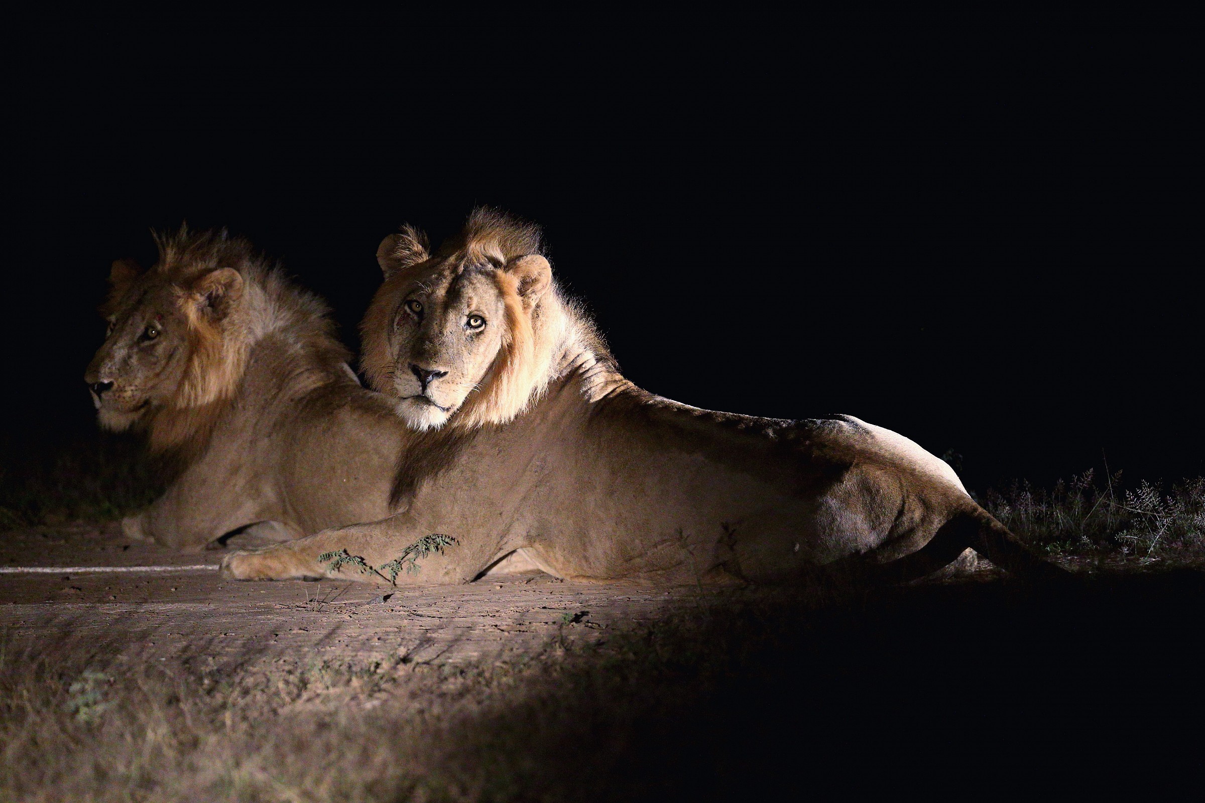 Male Lions