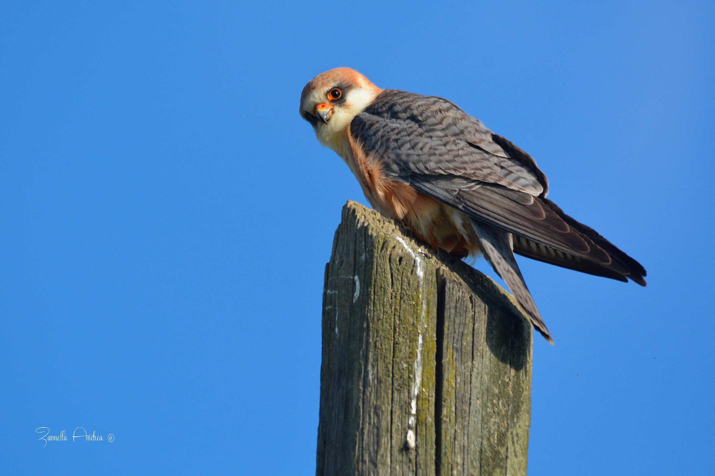 Falco cuculo (femmina)
