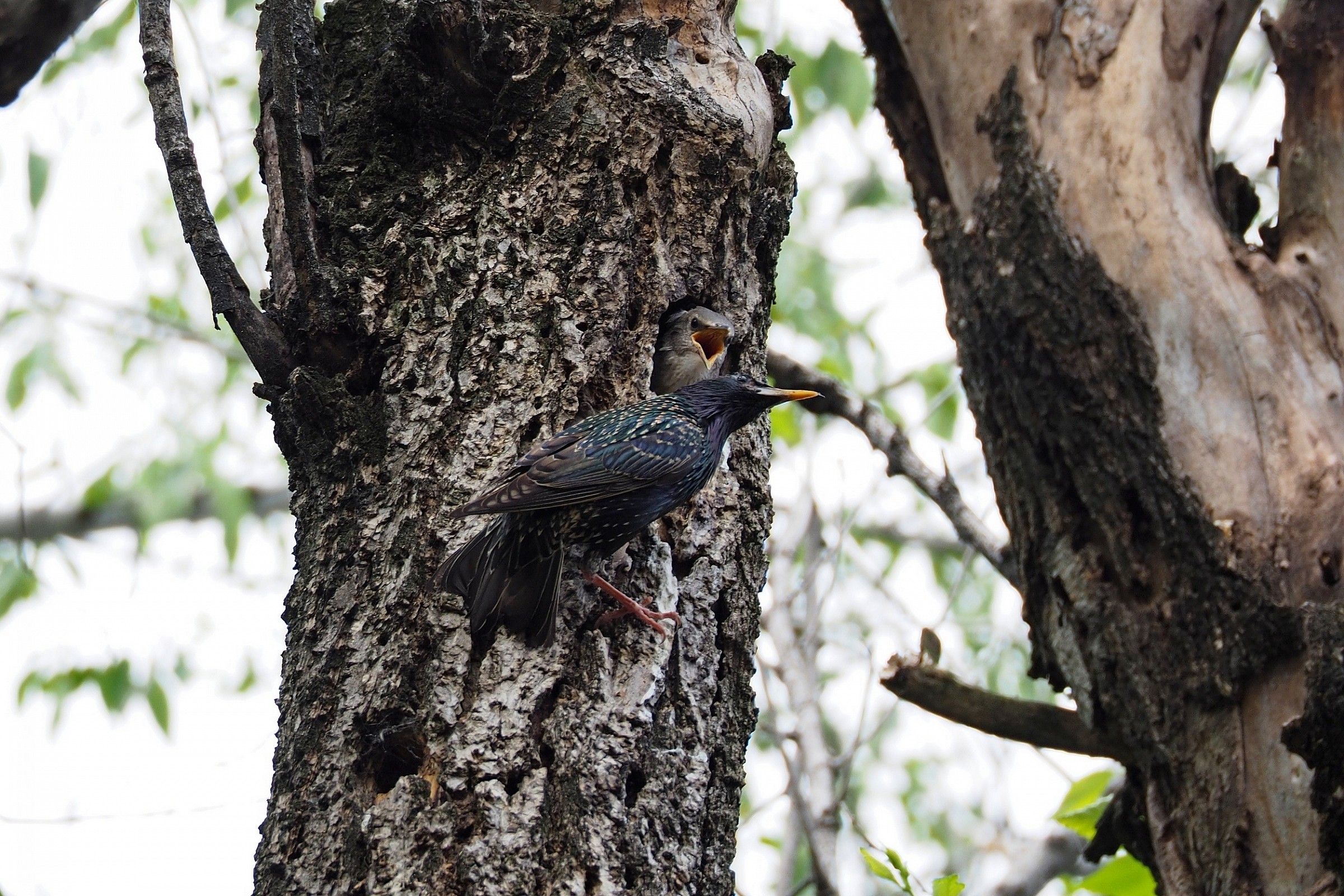 Reversal of the nest