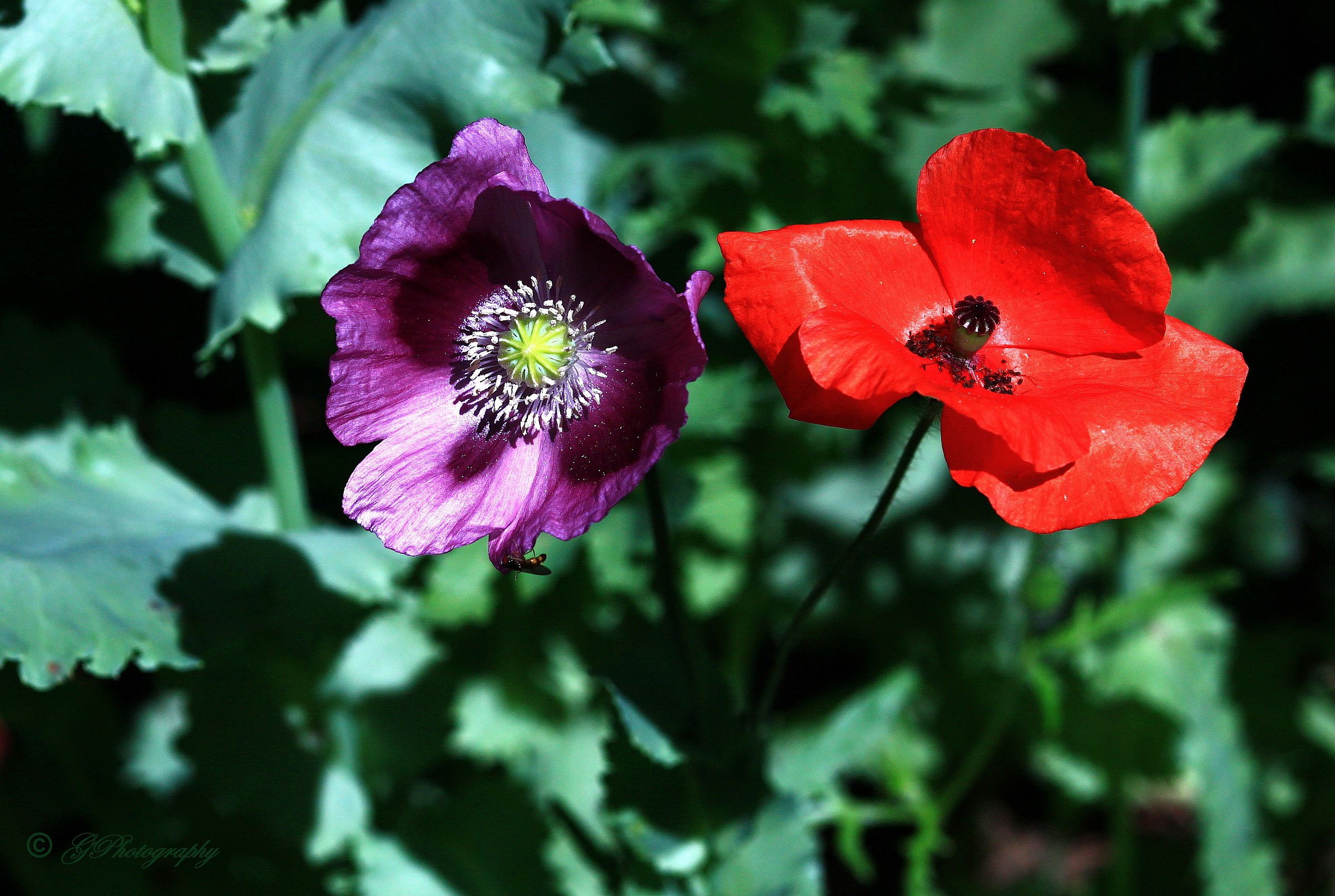 Il Principe e il Povero