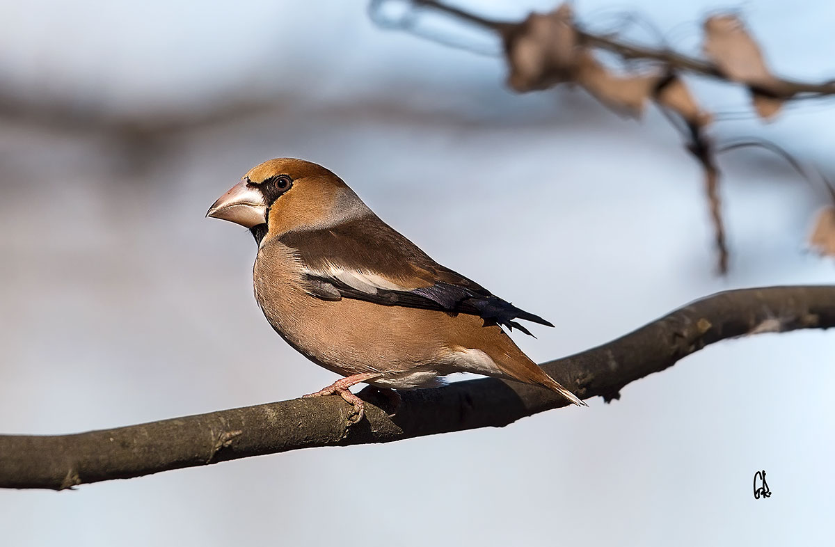 Grosbeak