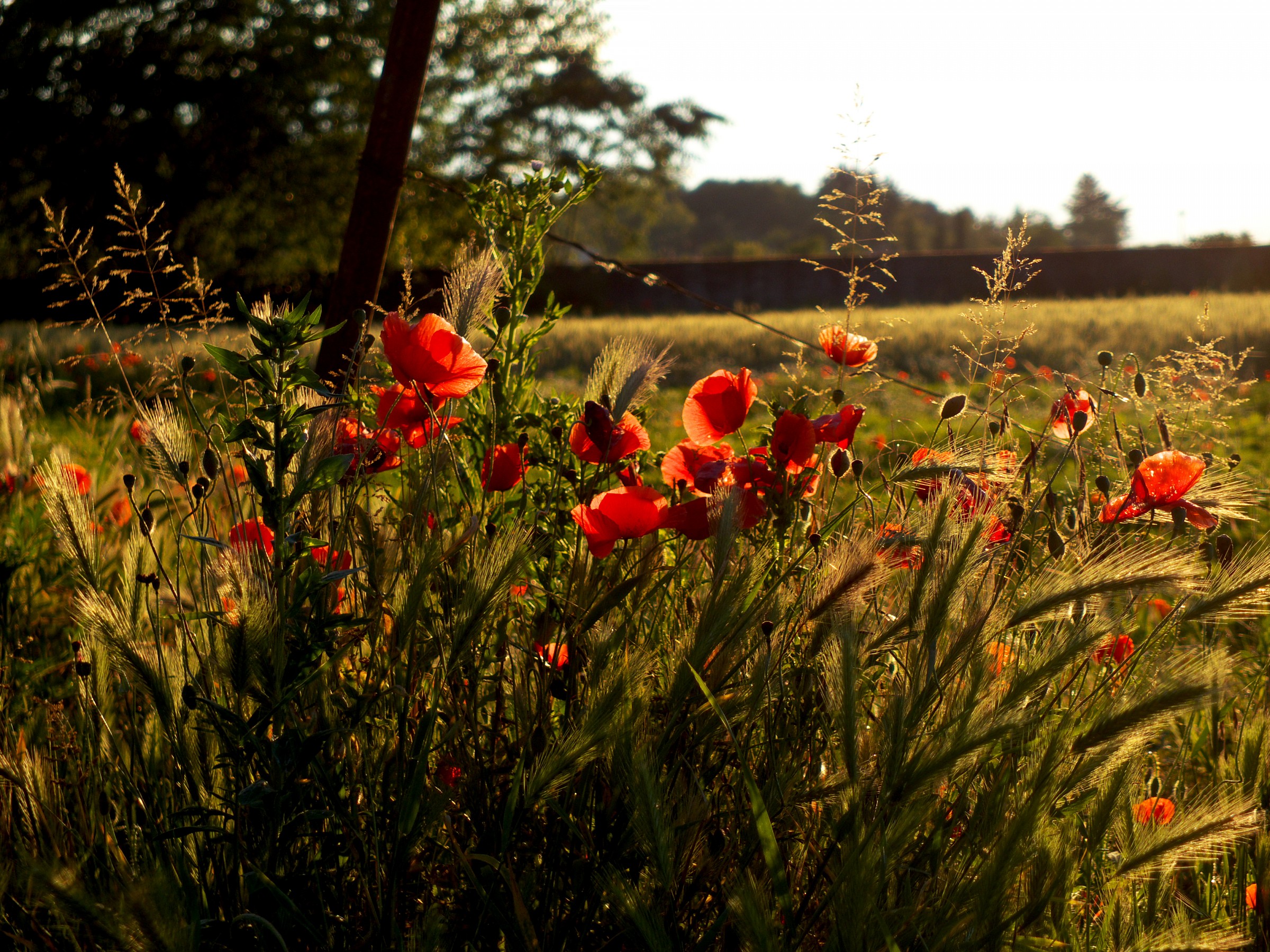 Poppies stand out in the light of sunset