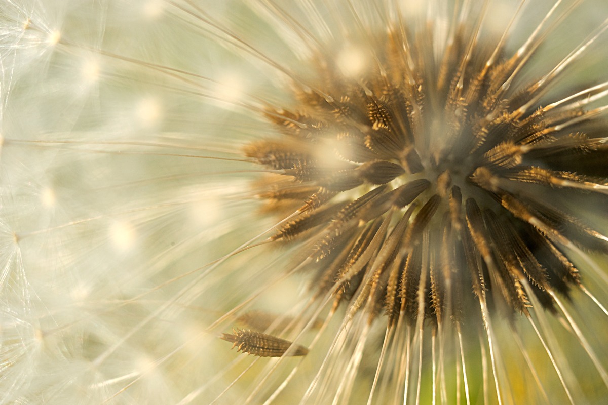 Nel cuore del soffione