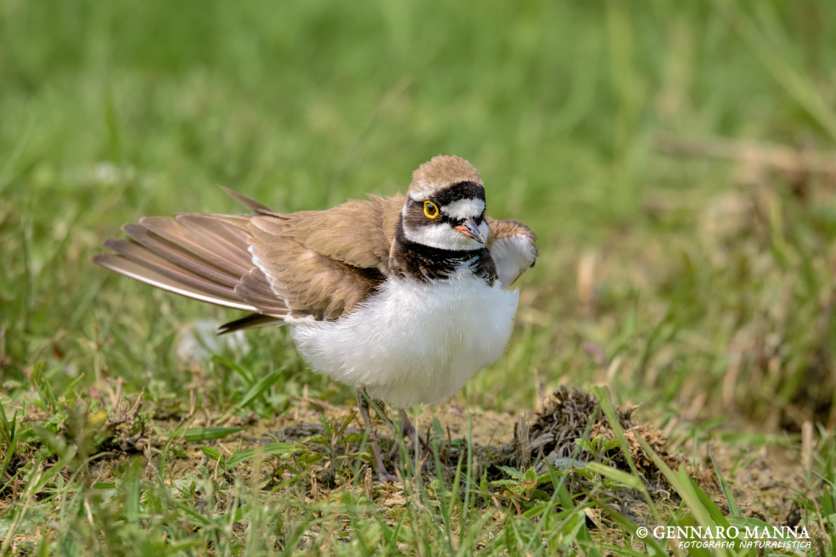 Little Ringed Plover (Charadrius dubius)