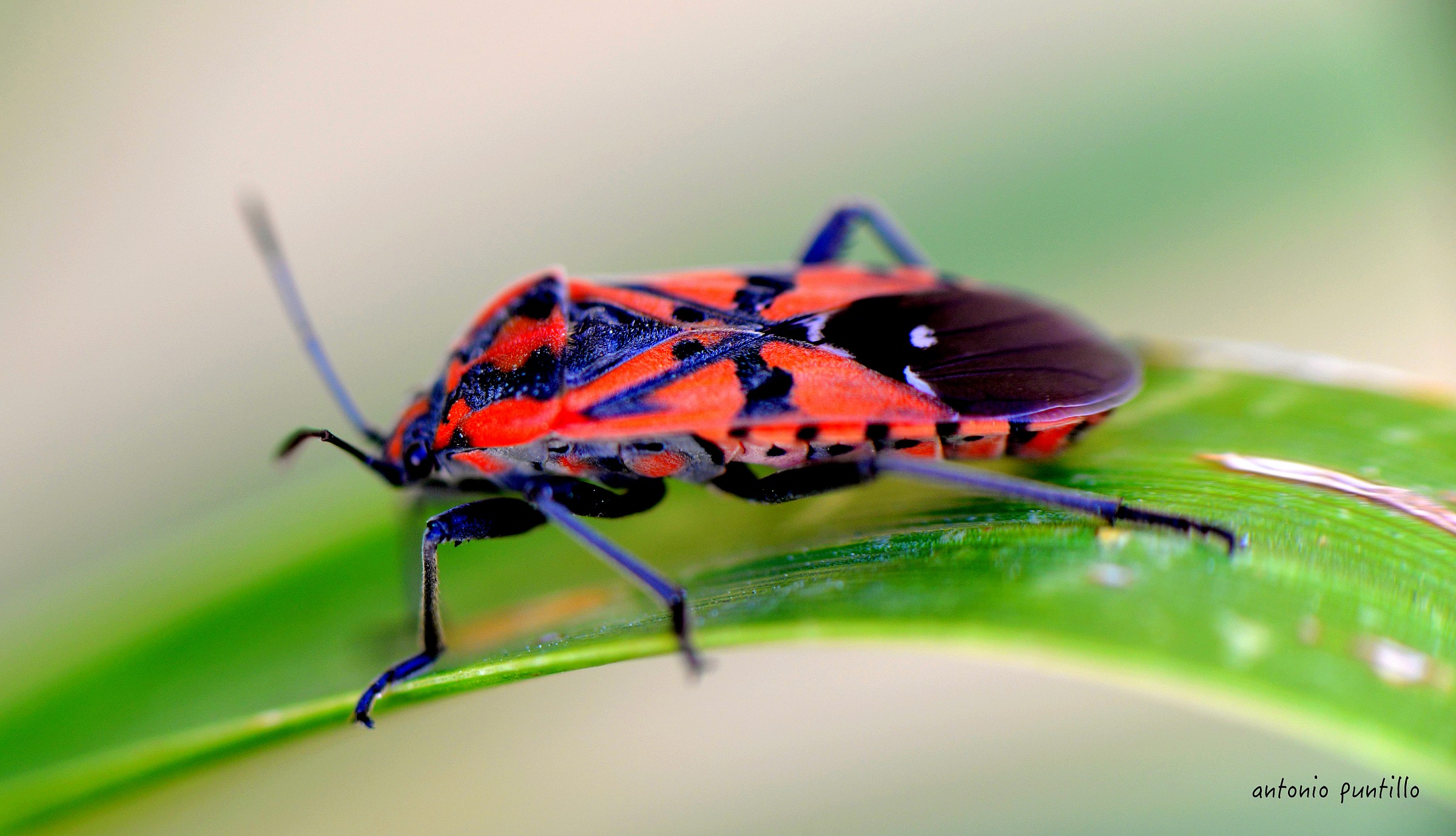 Pyrrohcoris apterus