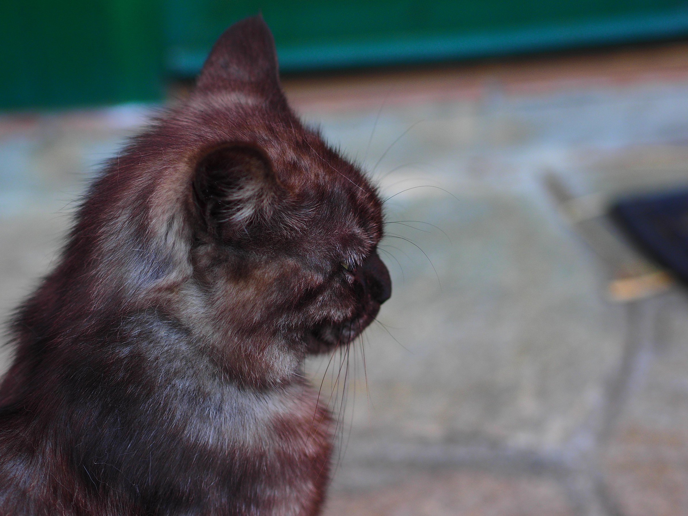 Prova Olympus om-d-m1