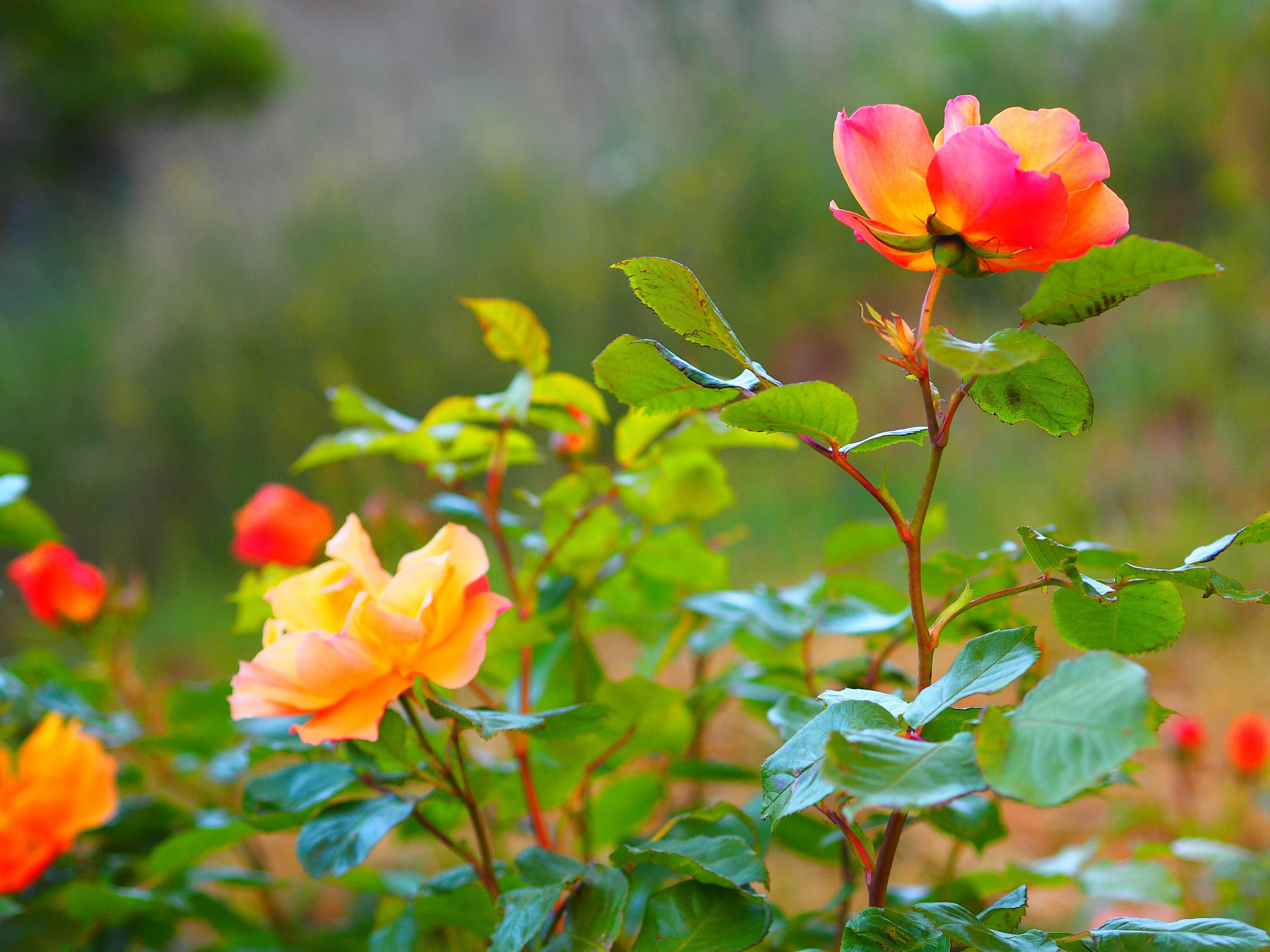 Prova Olympus om-d-m1