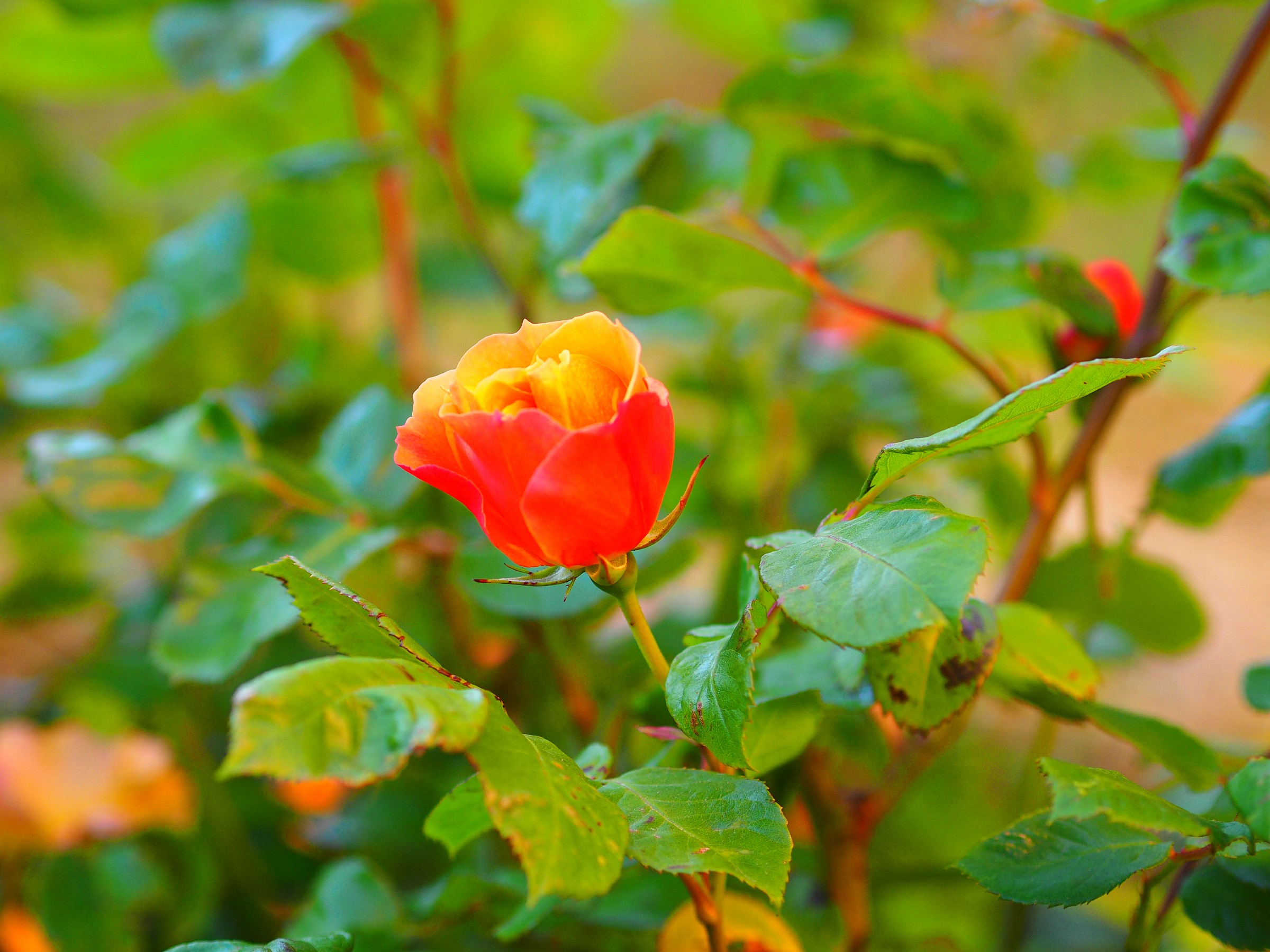 Prova Olympus om-d-m1