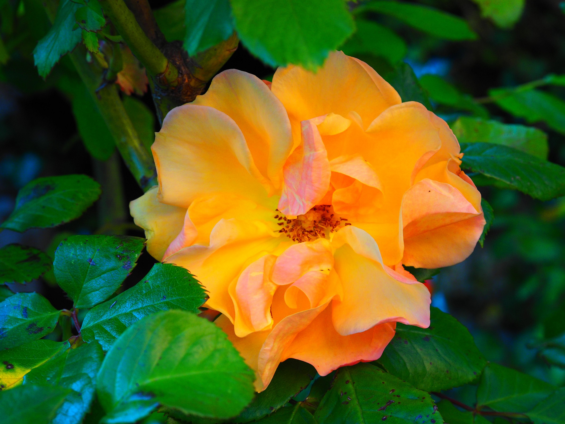 Prova Olympus om-d-m1