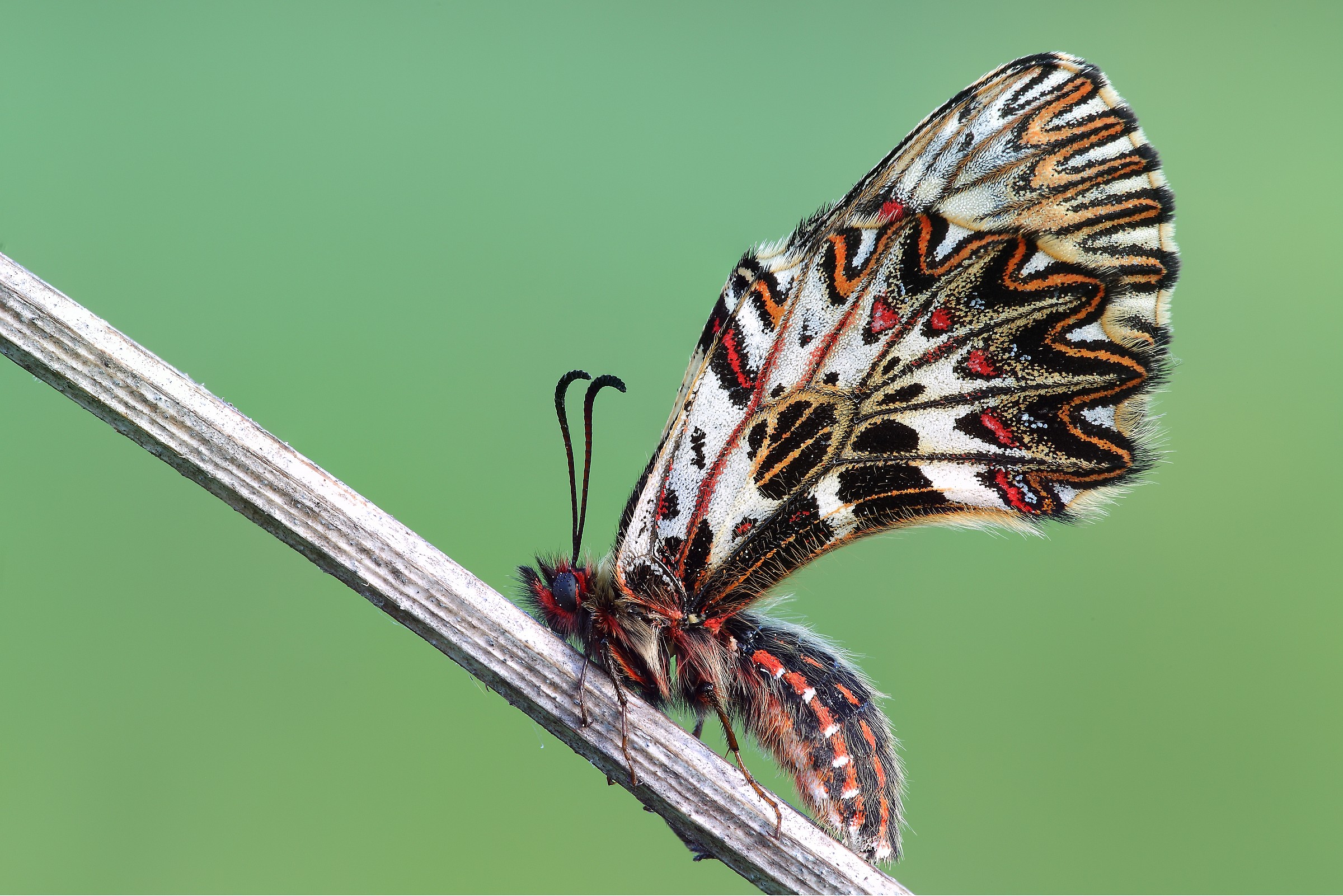 Zerinthia cassandra - female -