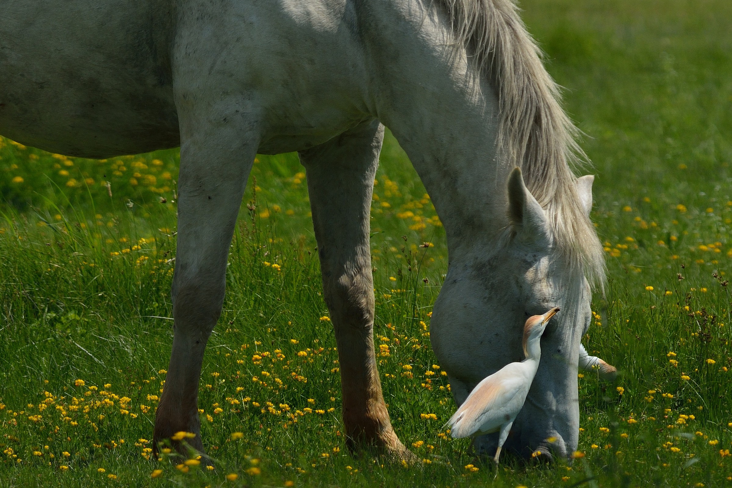 Heron looks oxen ... and not only ...
