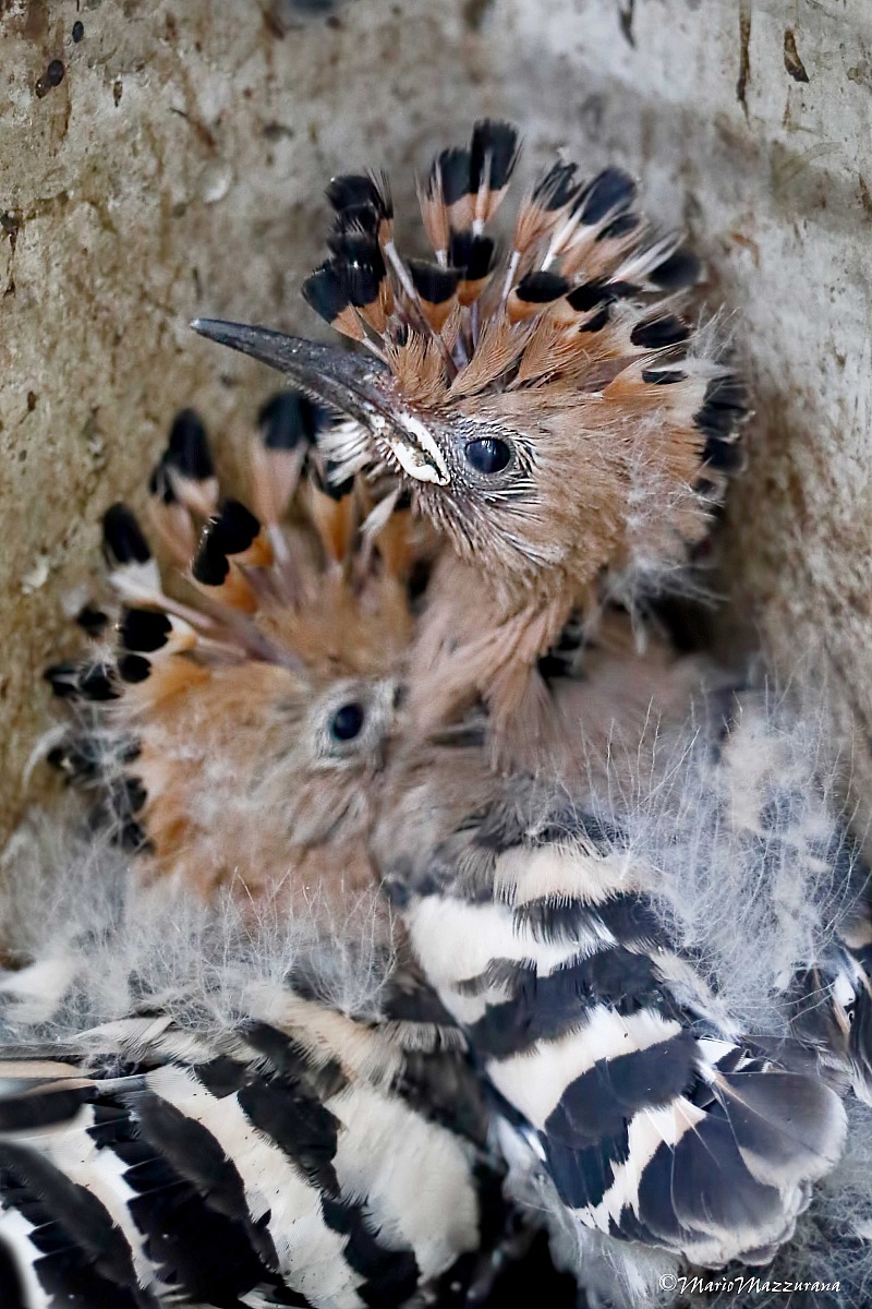 Hoopoe 0