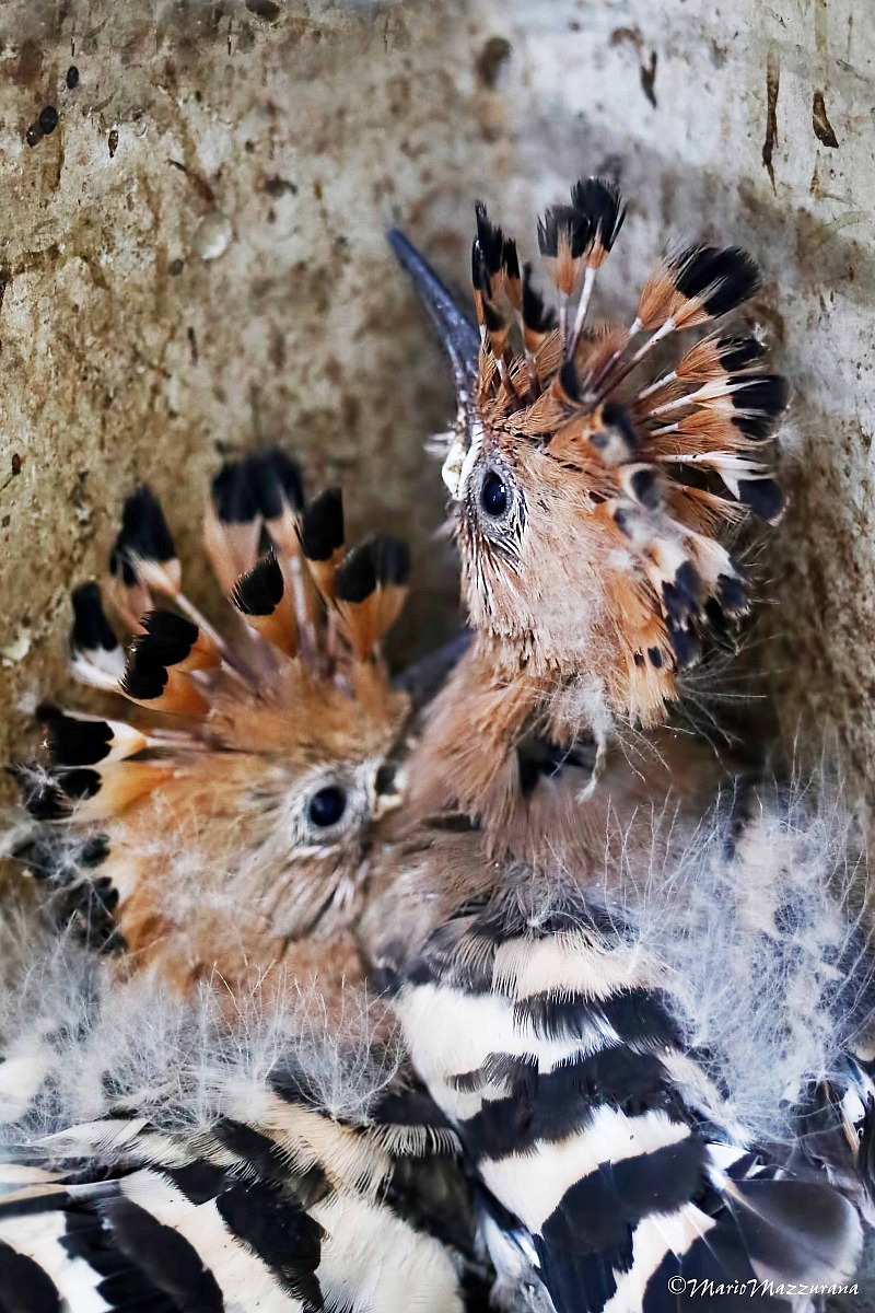 Hoopoe 1