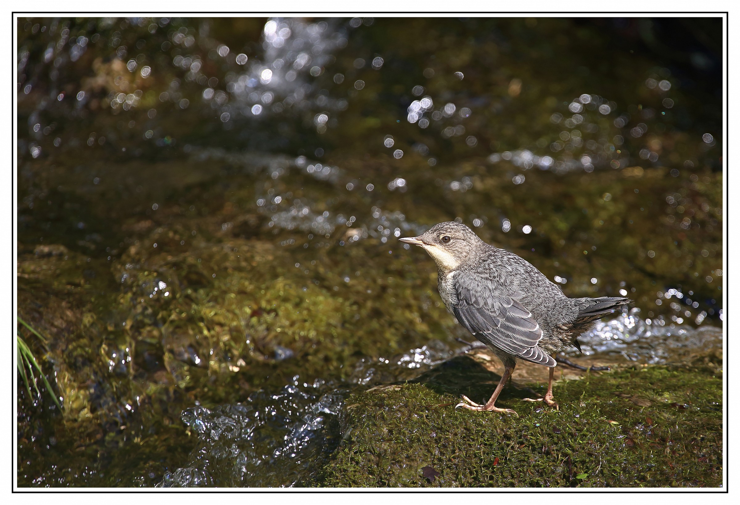 aspettando l'imbeccata