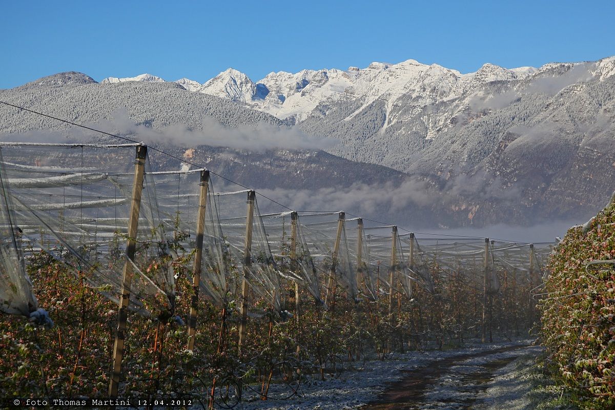 Val di Non: nevicata sui meleti in fiore