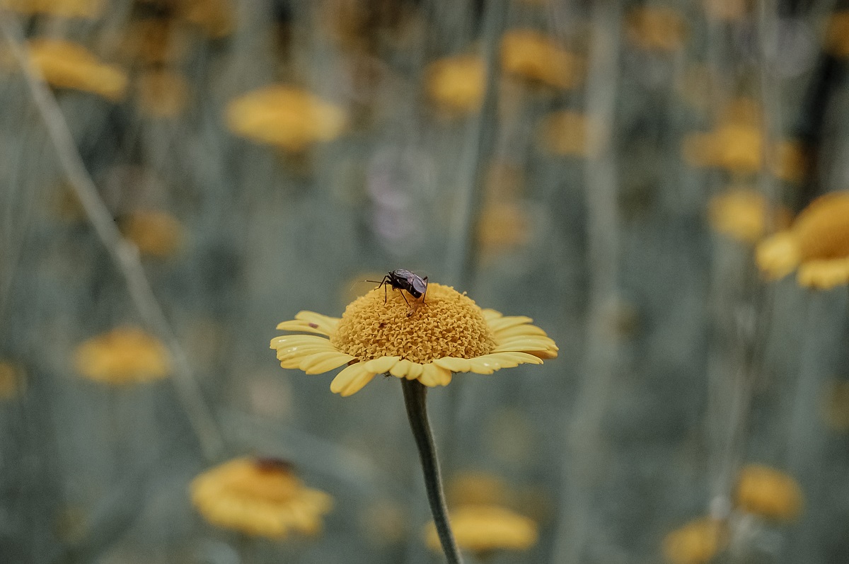 sarà ma mi sento osservato