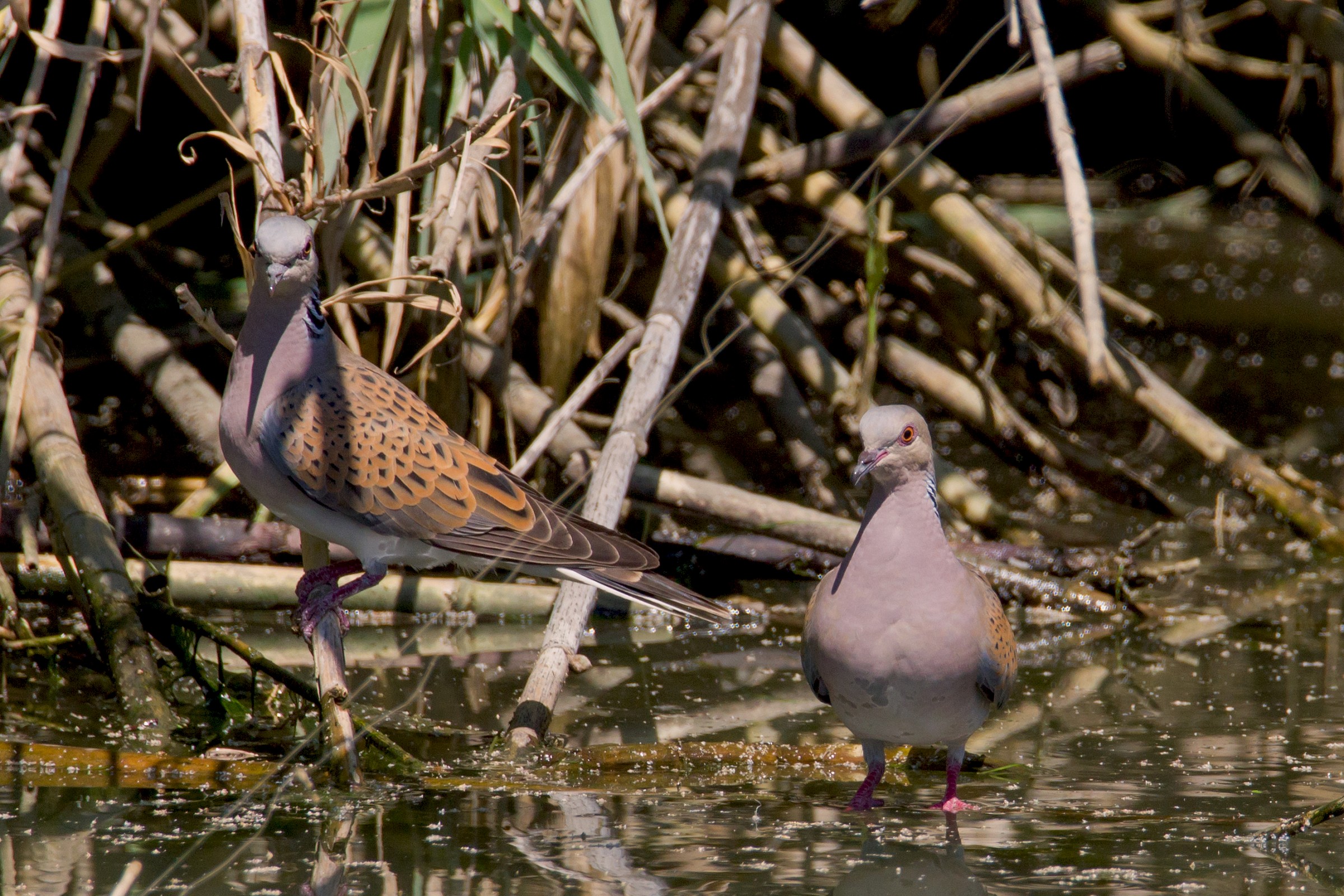 turtledoves