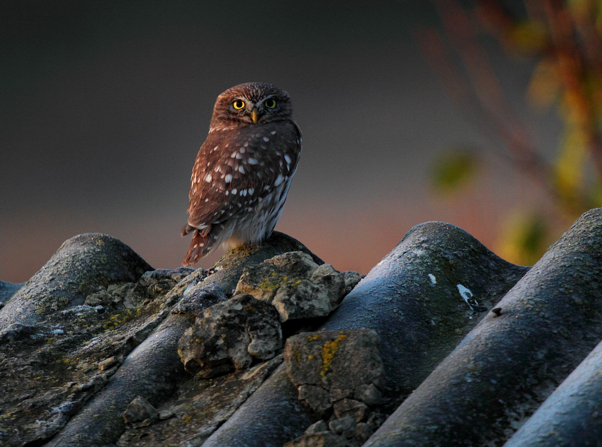 owl at dawn