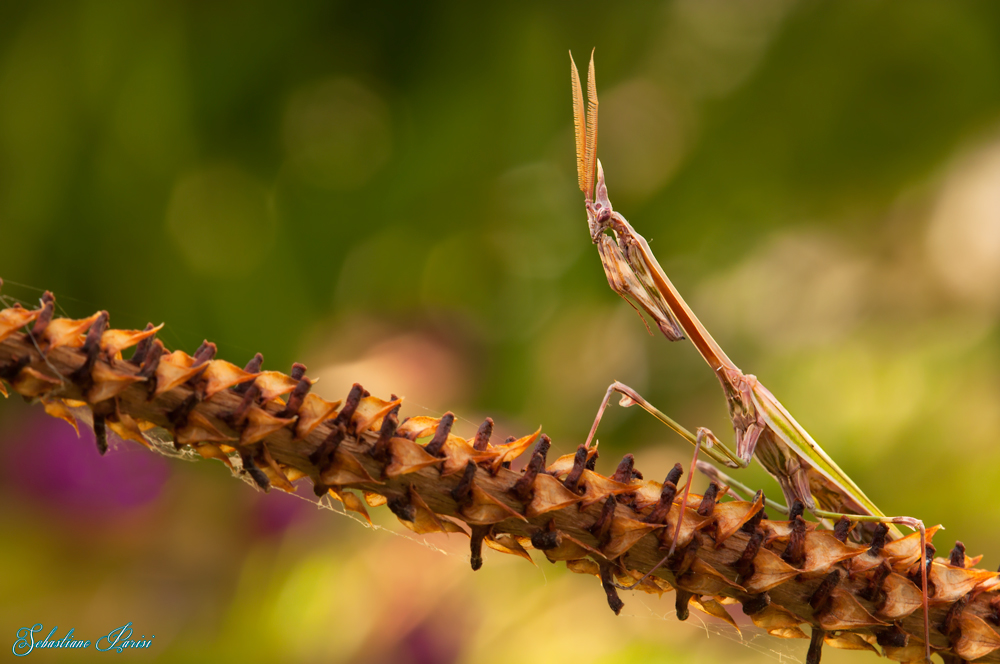Empusa pennata
