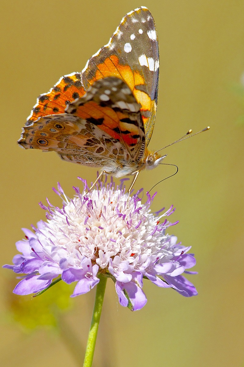 Vanessa cardui