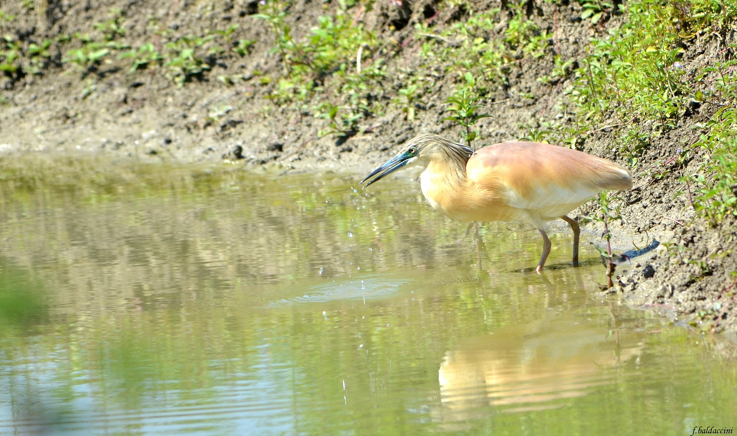 crested egret
