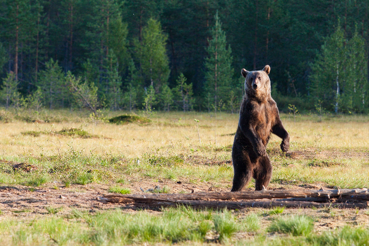 #Wild #SelectiveFocus - Finland (2011)