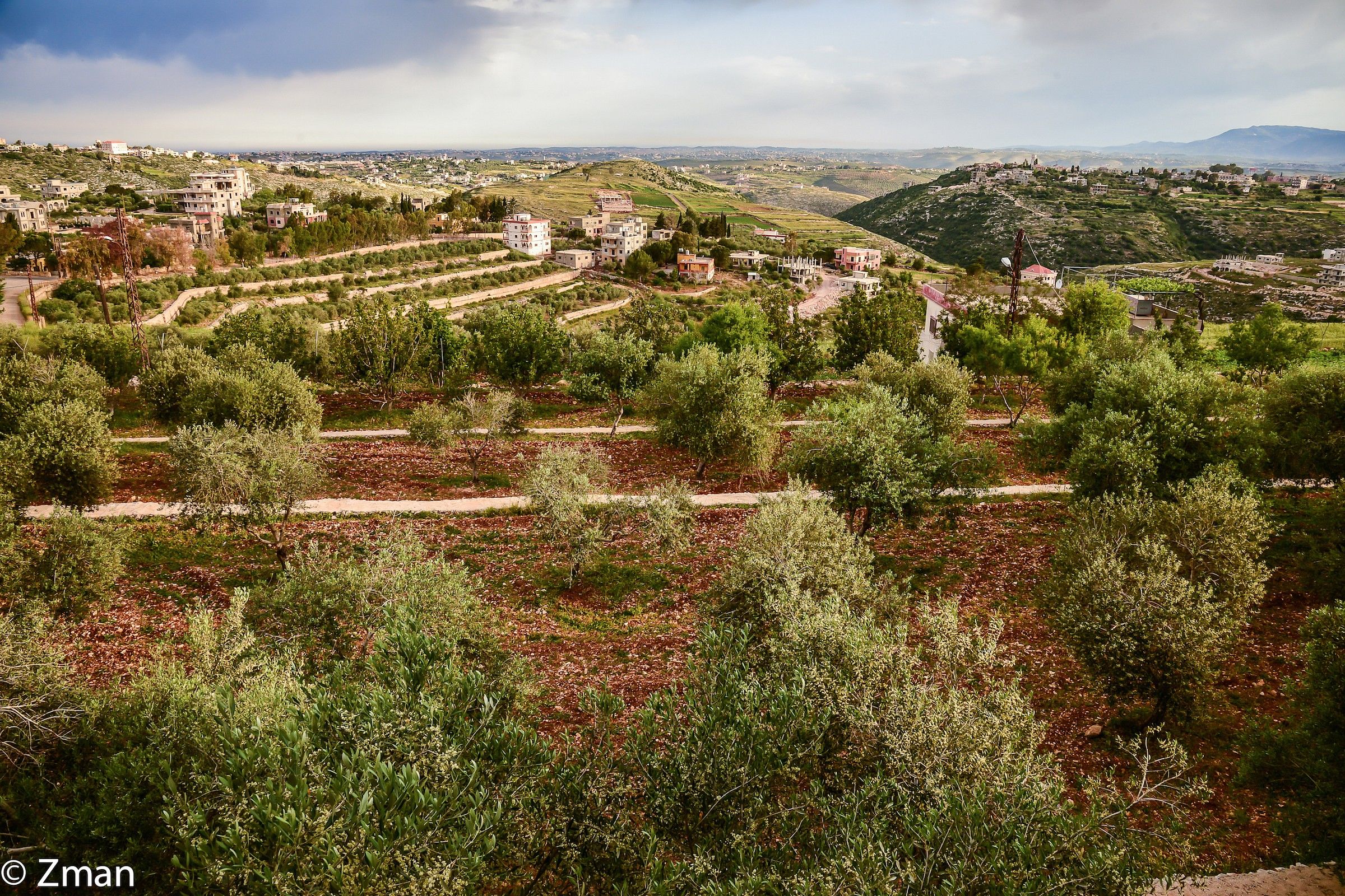 Overlooking The Olive Field