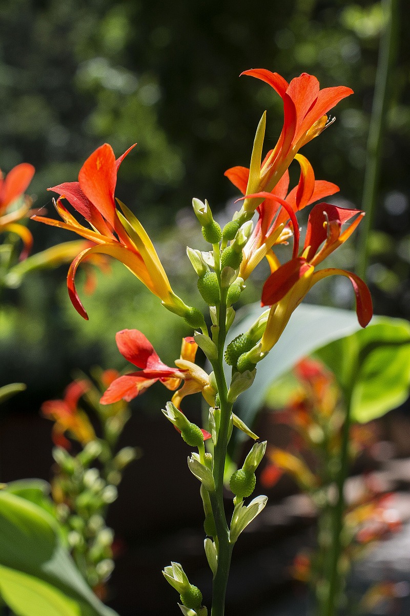Canna Indica
