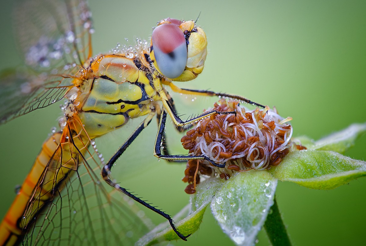 Dragonfly portrait