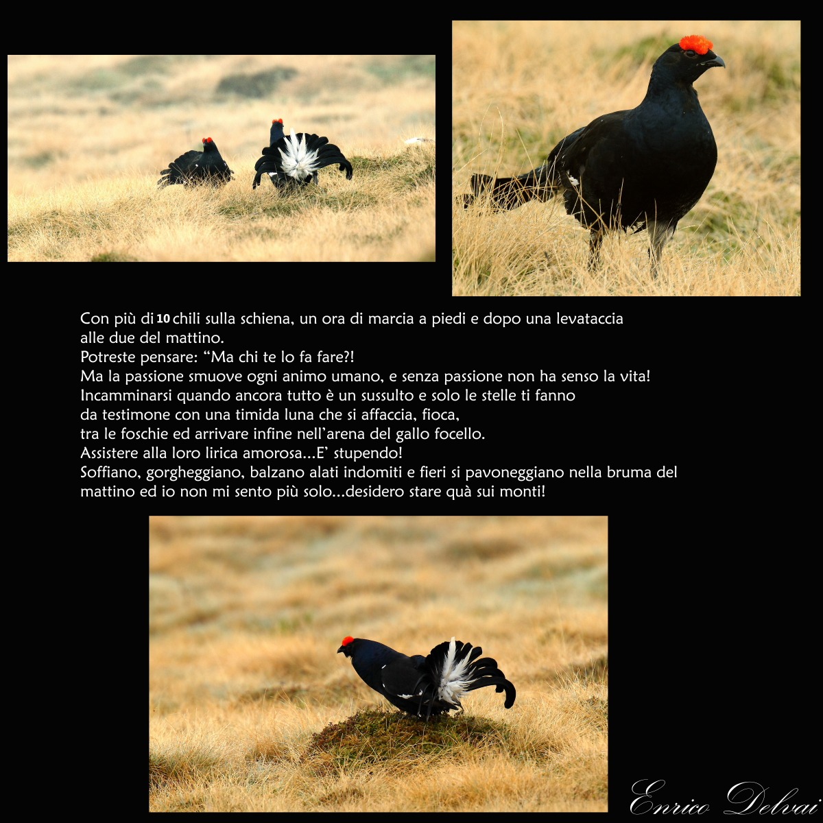 Voglio stare sui monti!