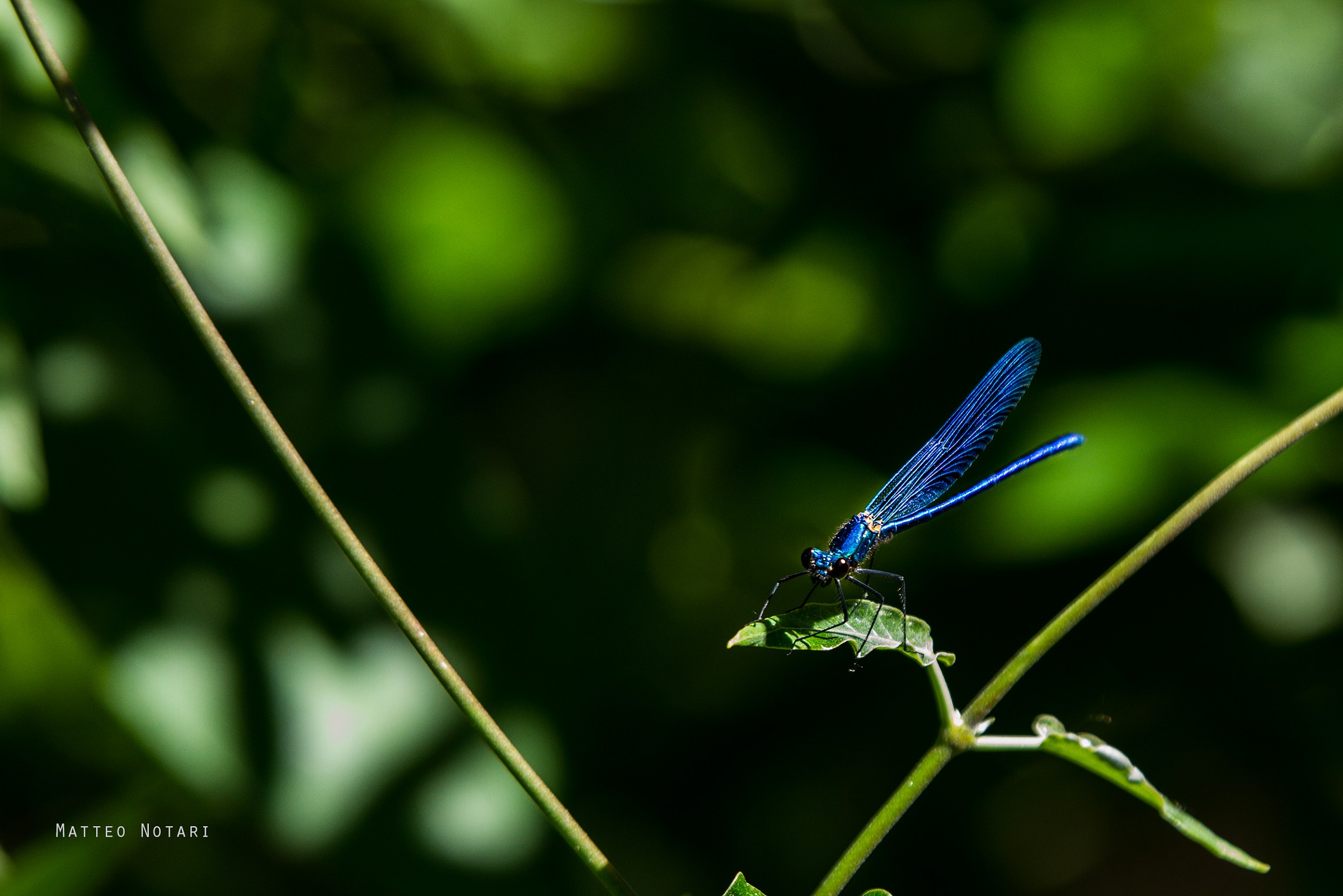 blue dragonfly