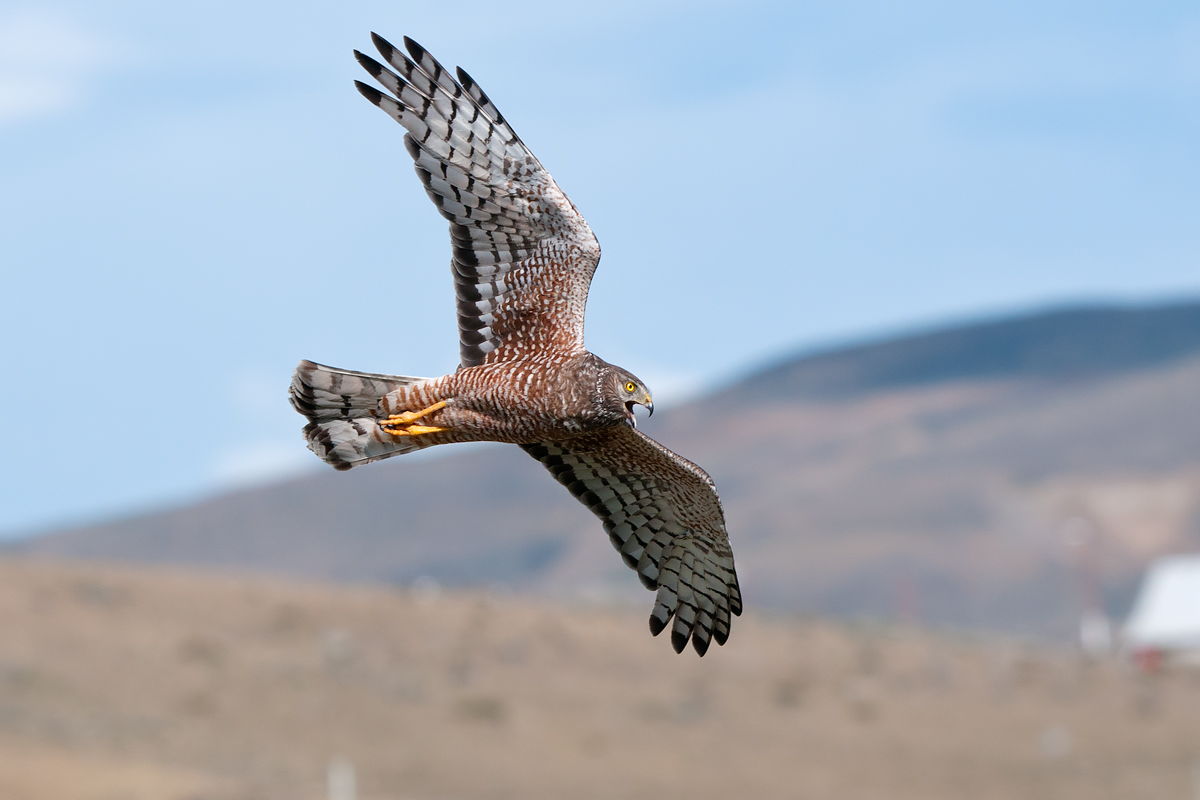 Harrier cinerea in flight