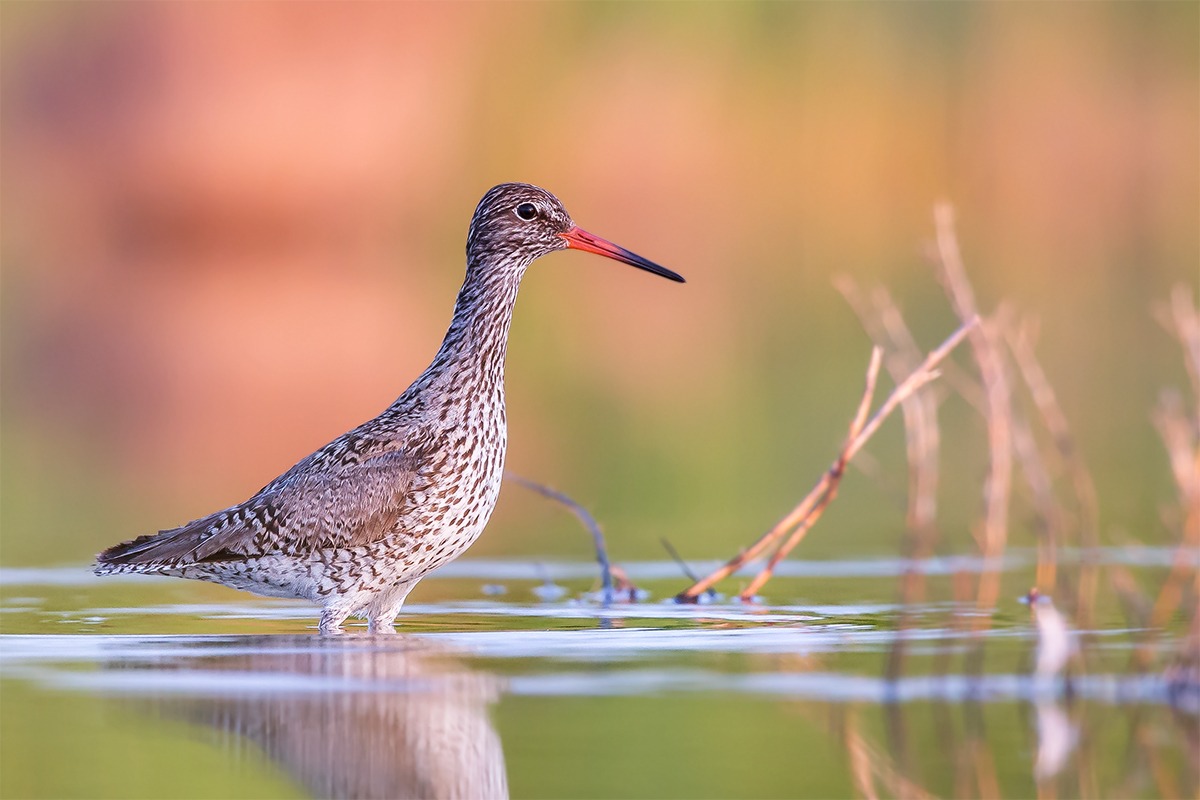 Dreaming Redshank