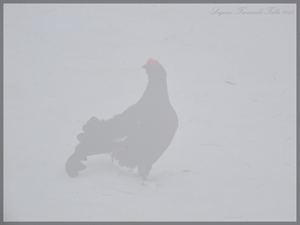 Forcelli nella nebbia!