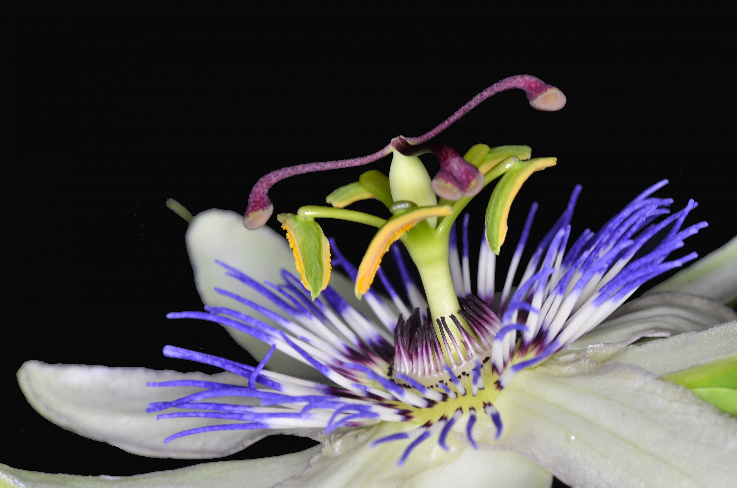 Passiflora 2