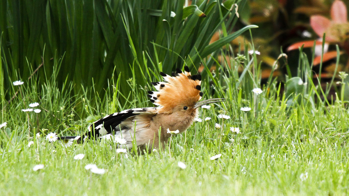 L'Upupa nel cortile di casa