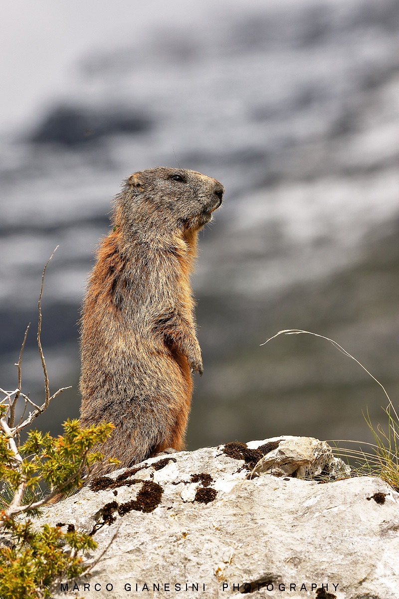 Marmot