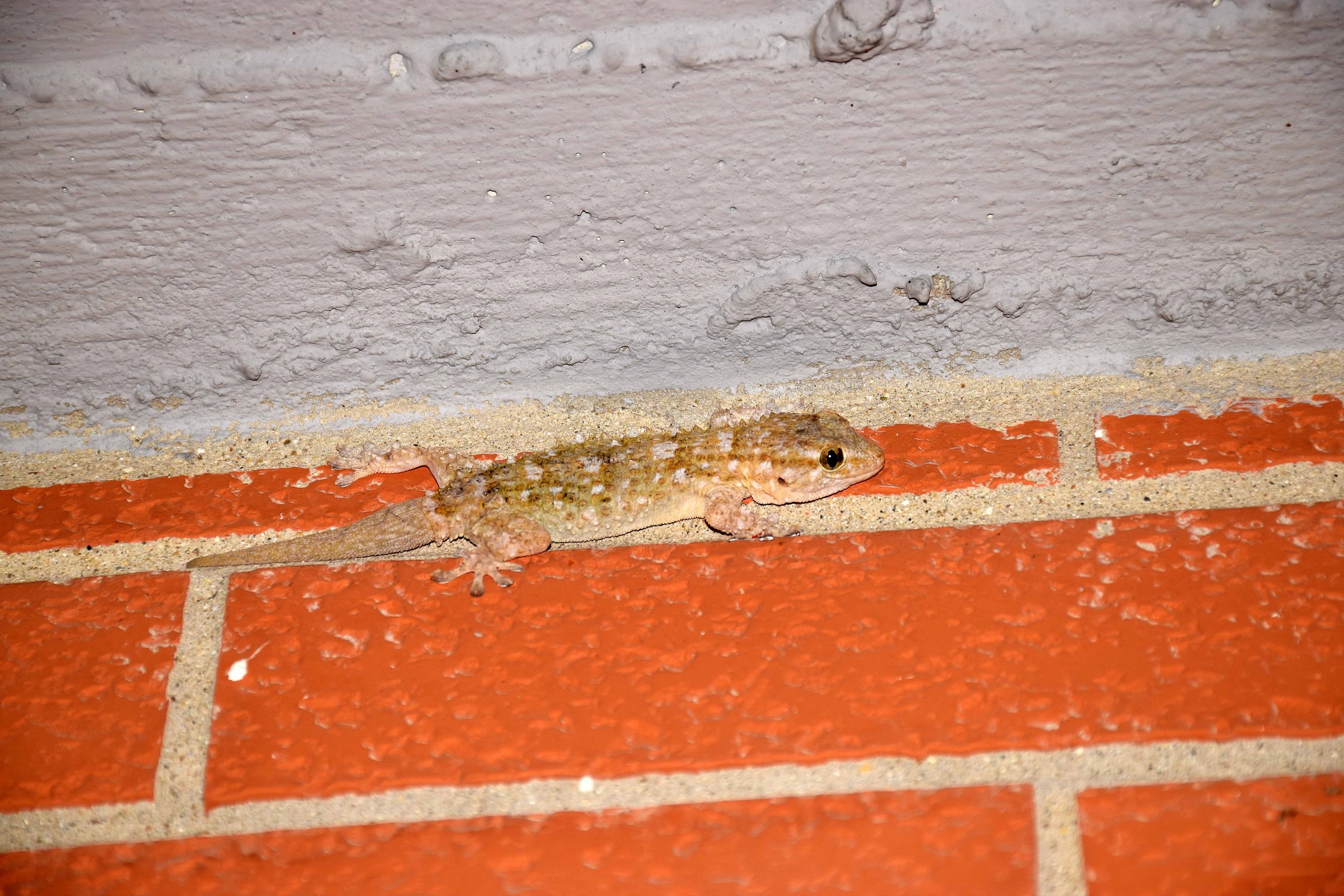 Nikon 5300 with 18-140 my Geco