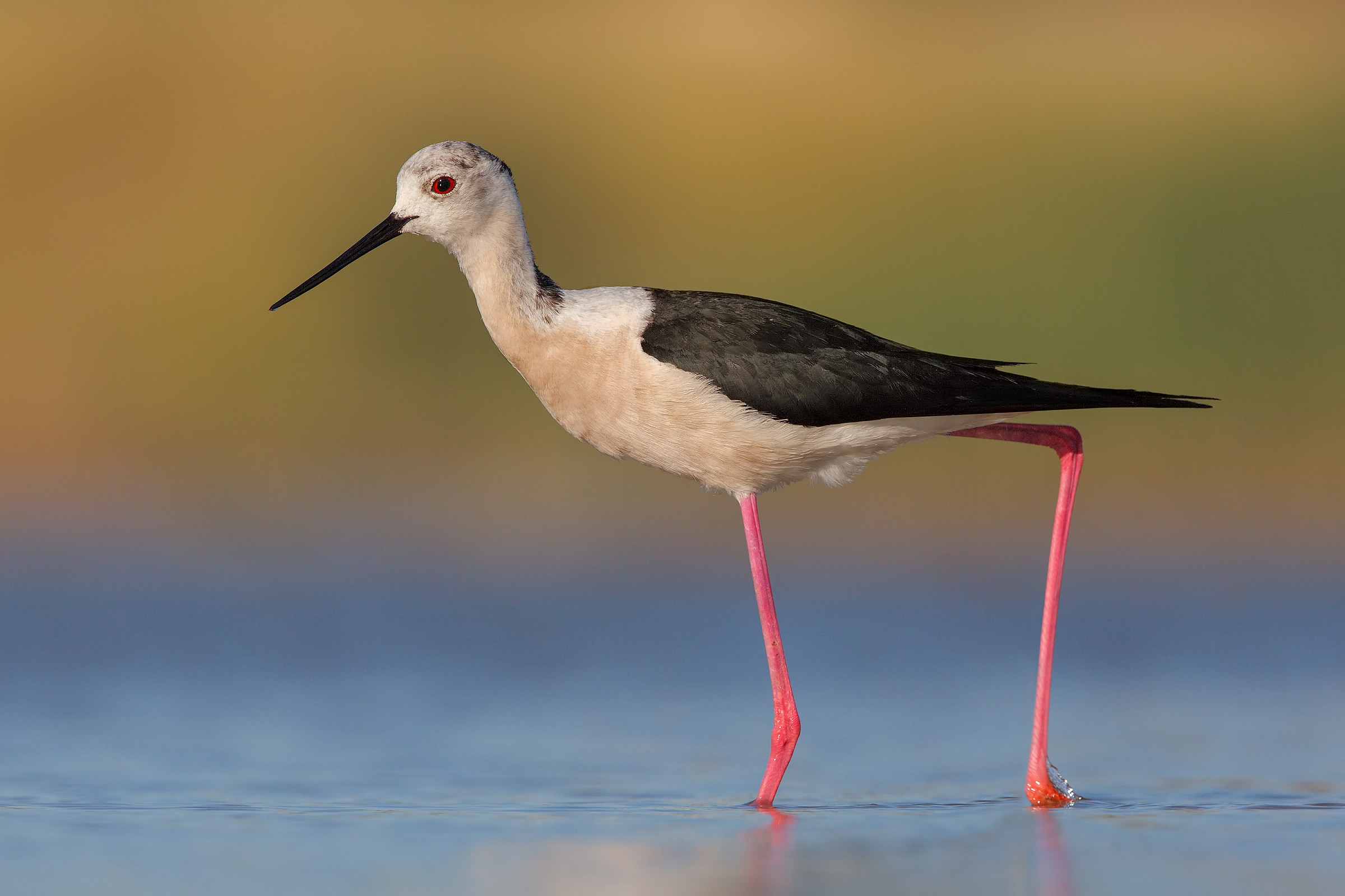 Cavaliere d' Italia ( 3000 x 2000px )