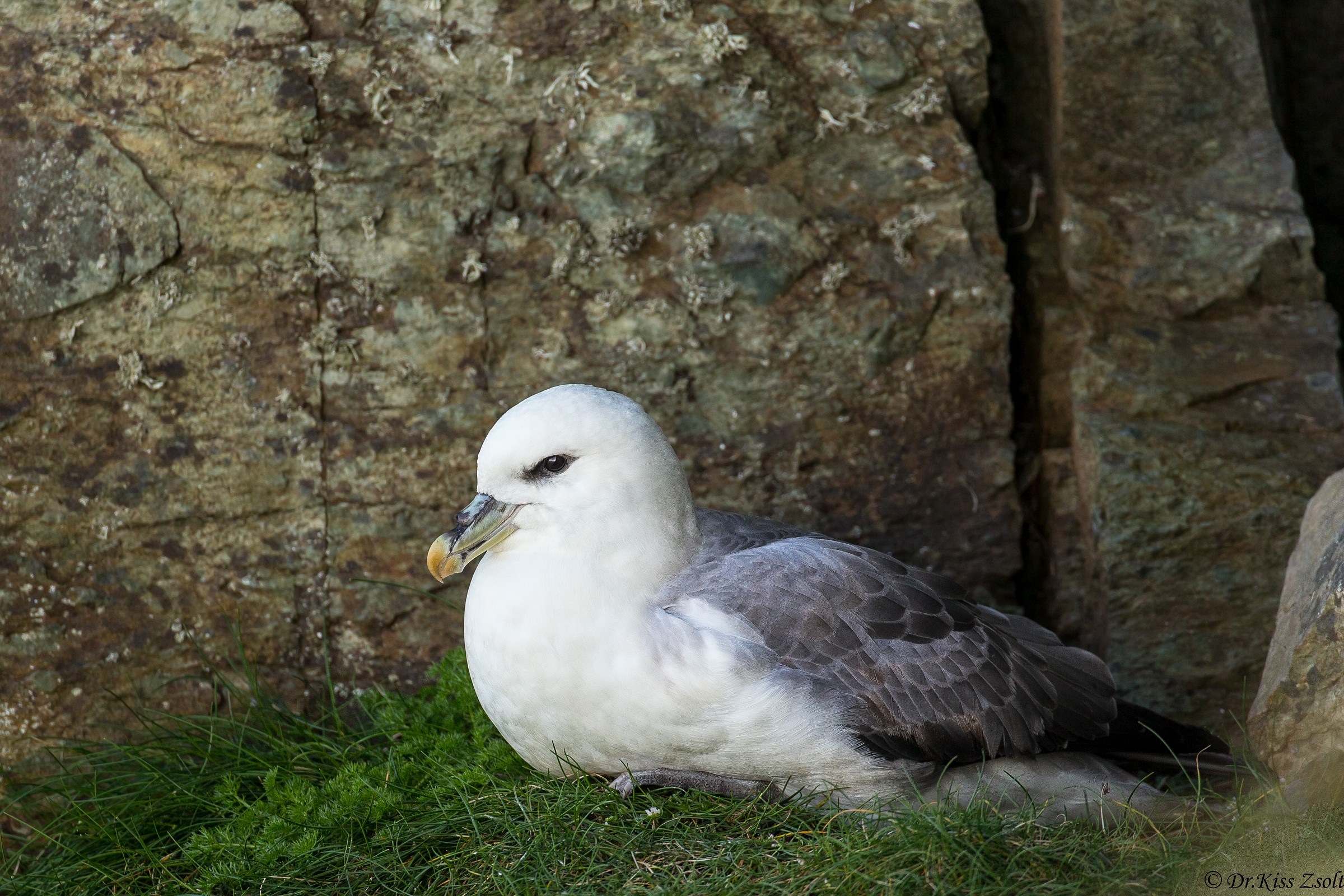 Resting fulmar